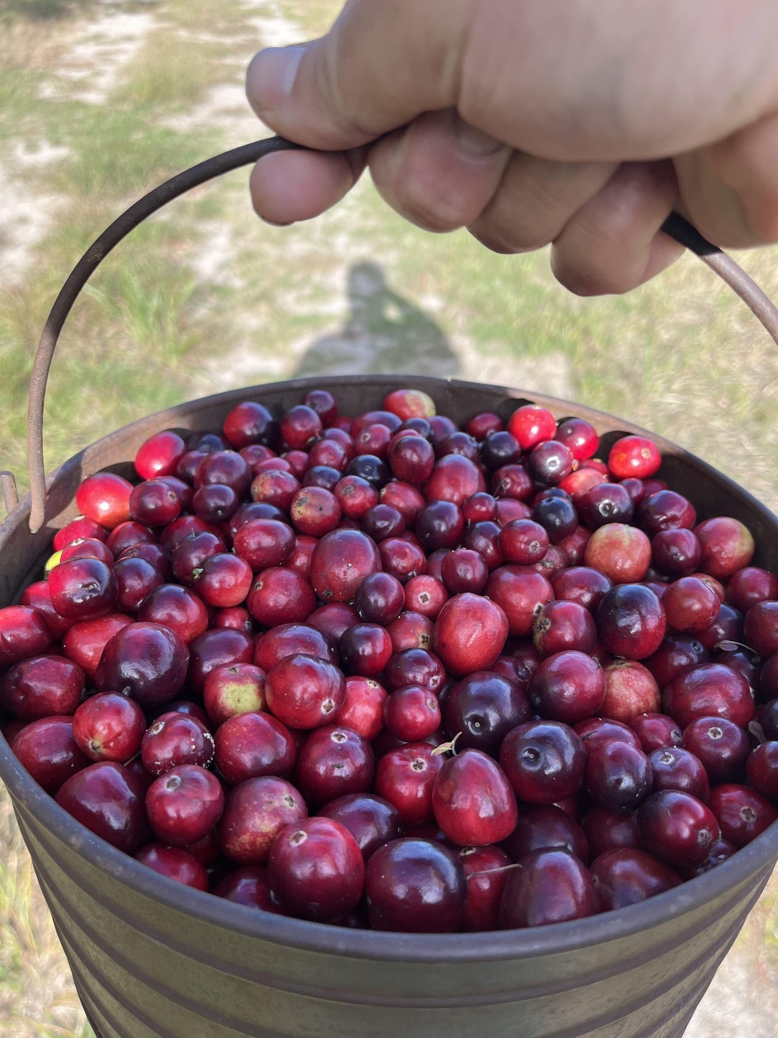 Cape Cod Cranberry Bog Tours | East Sandwich MA