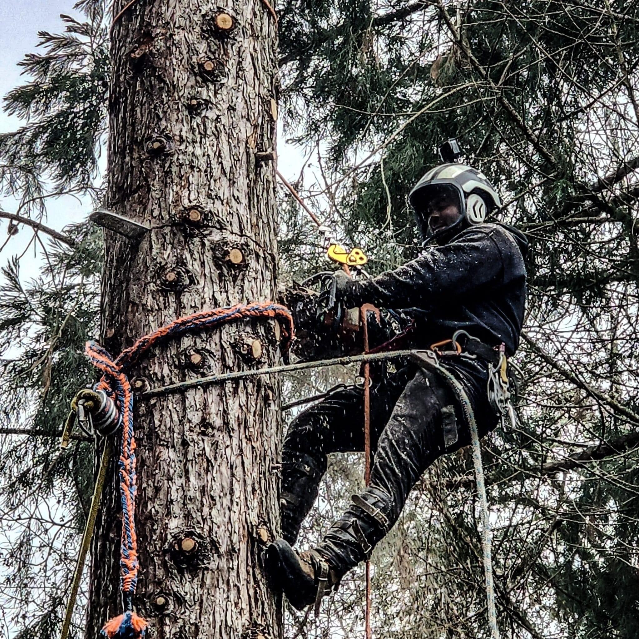 🌲 Big News 🌲 - Top Level Tree... - Top Level Tree Service | Facebook