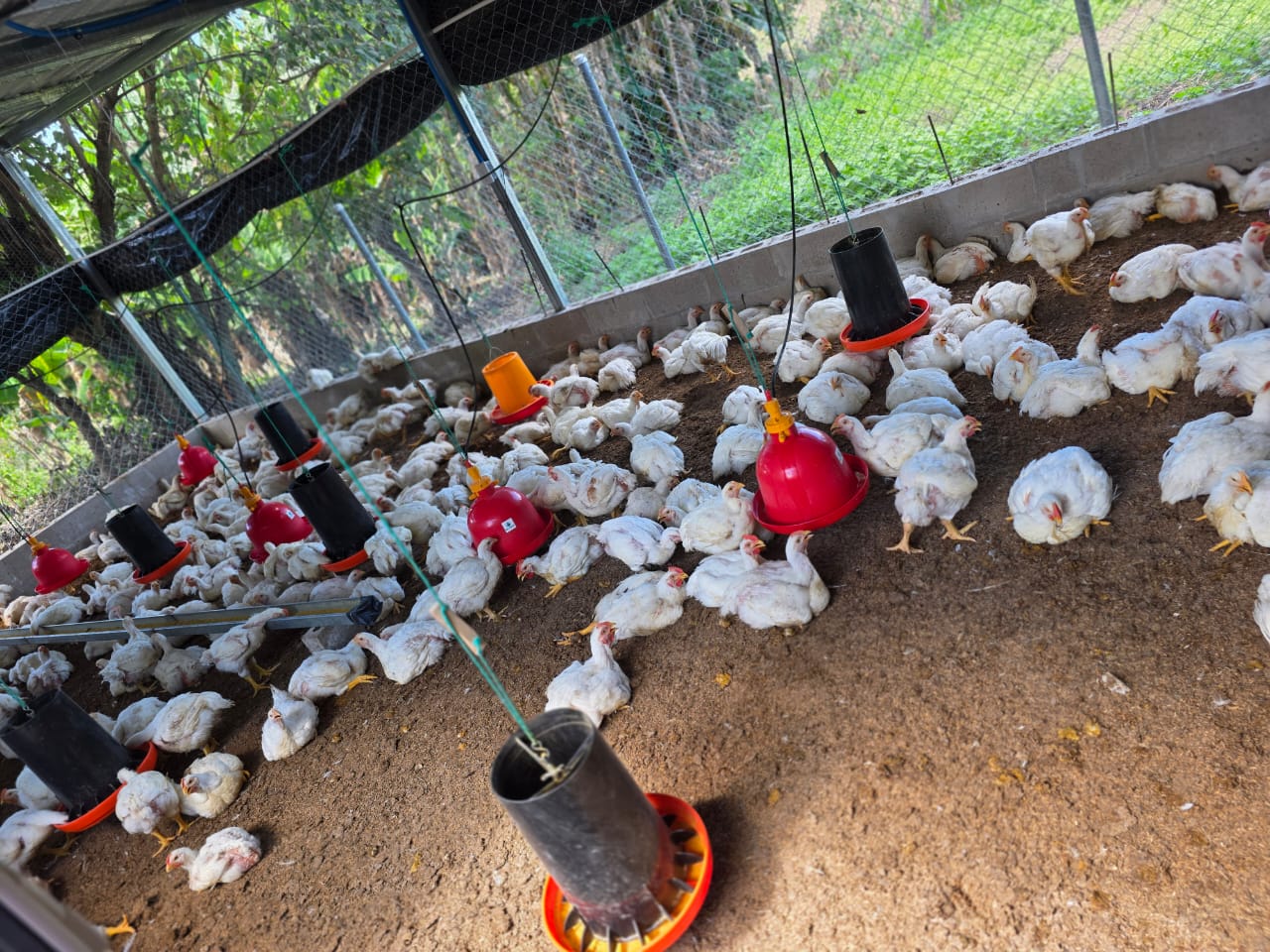 Pollos Milagro de la Roca