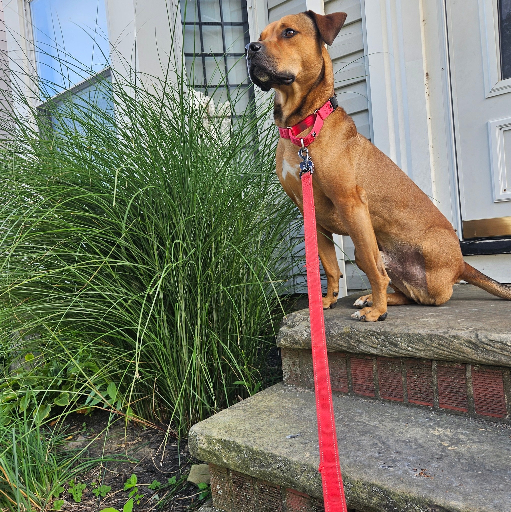 Multiple Breed Rescue | 💙Zero!💙 | Facebook