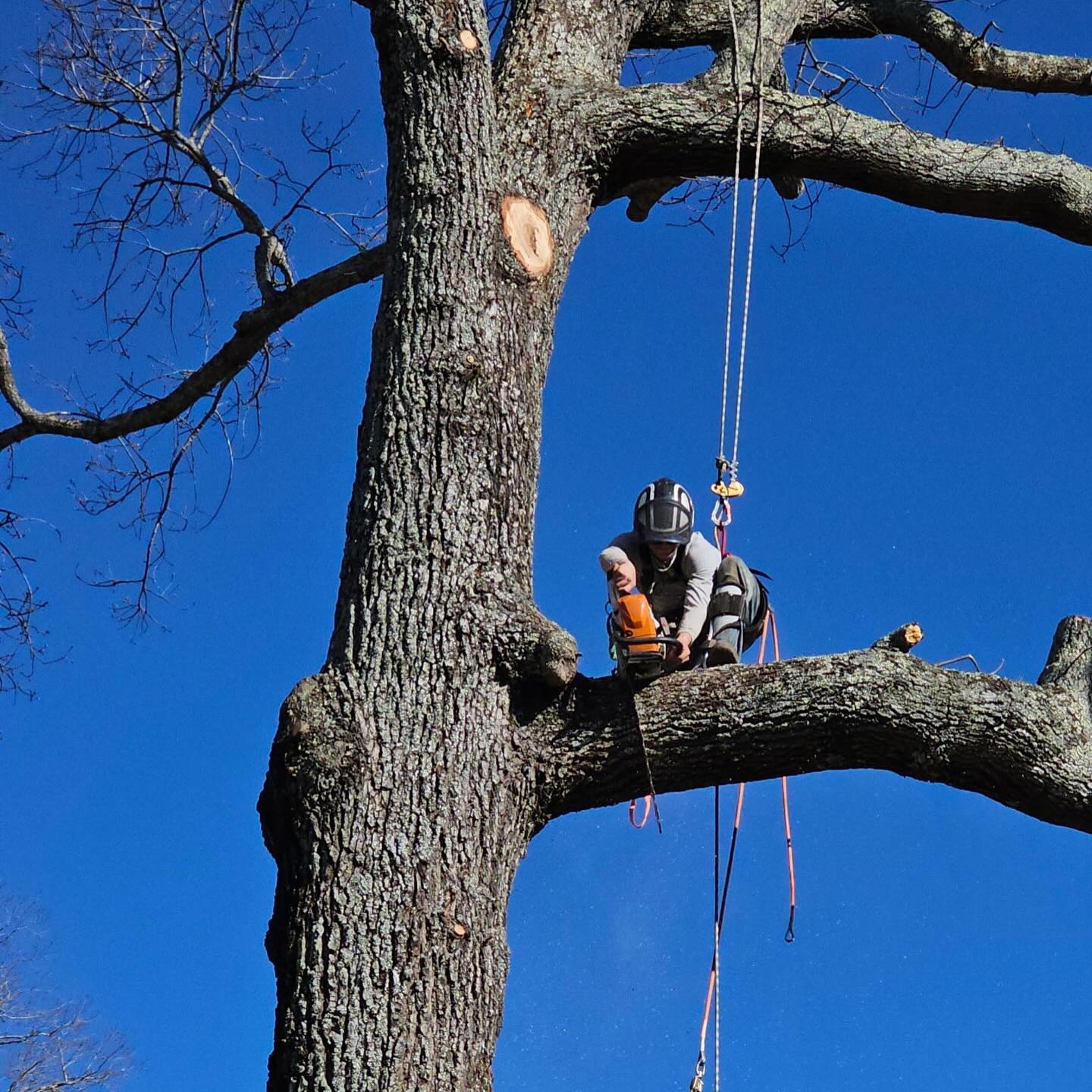 Smith's Tree & Land Solutions | Hiawassee GA