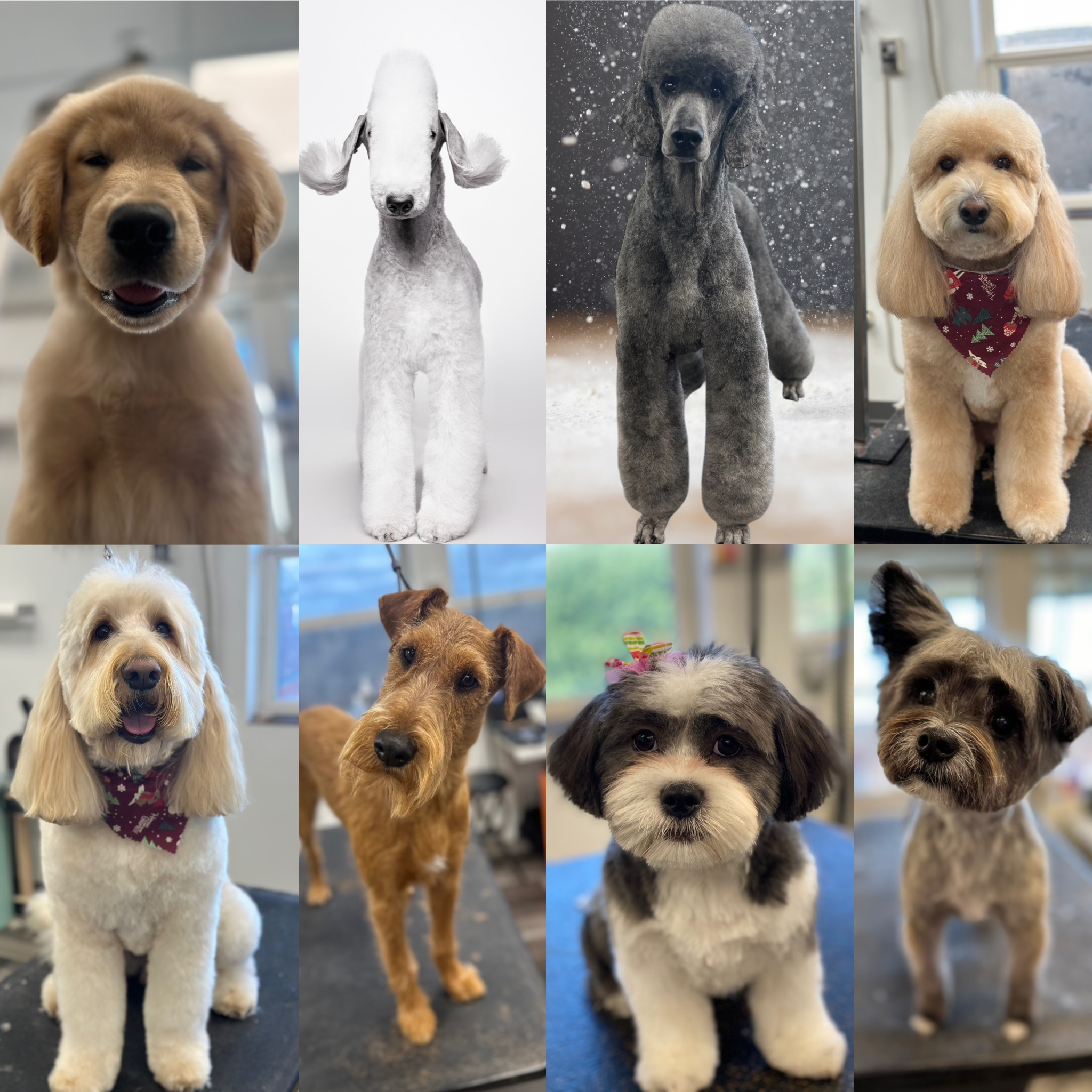 Picture Idea: Chien Chic Pet Spa