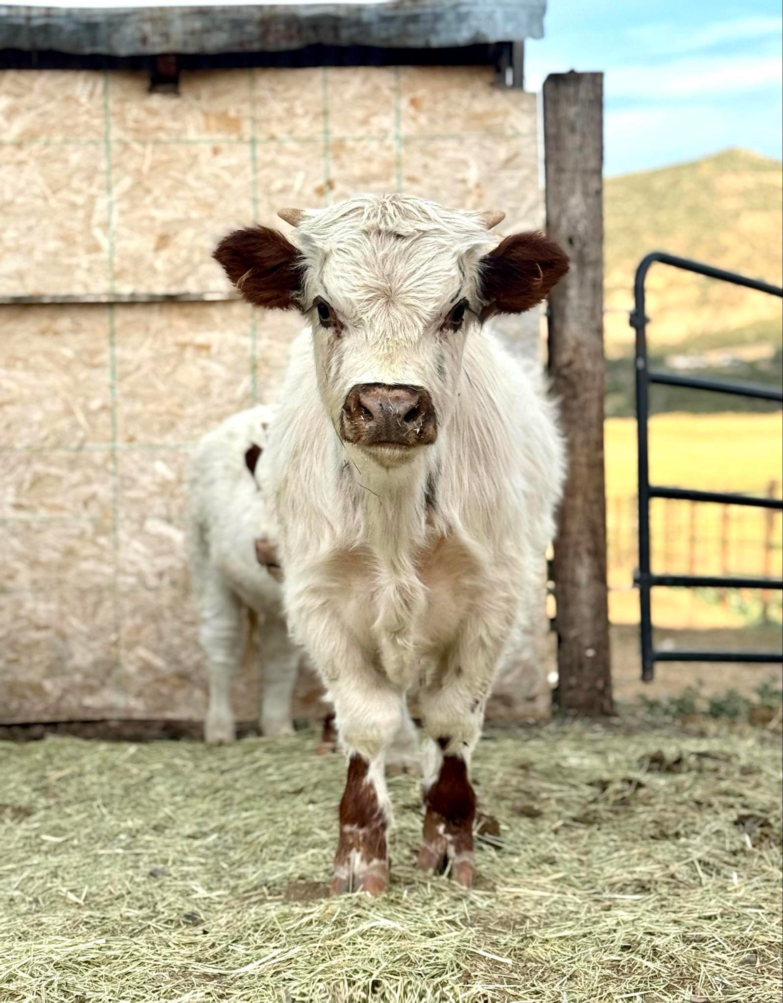 Mini Moo Mountain