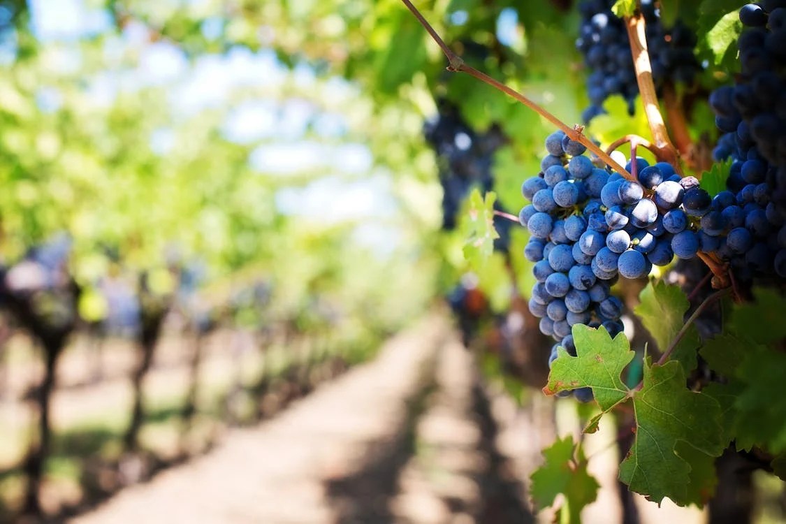 Ribera Tour | Aranda de Duero