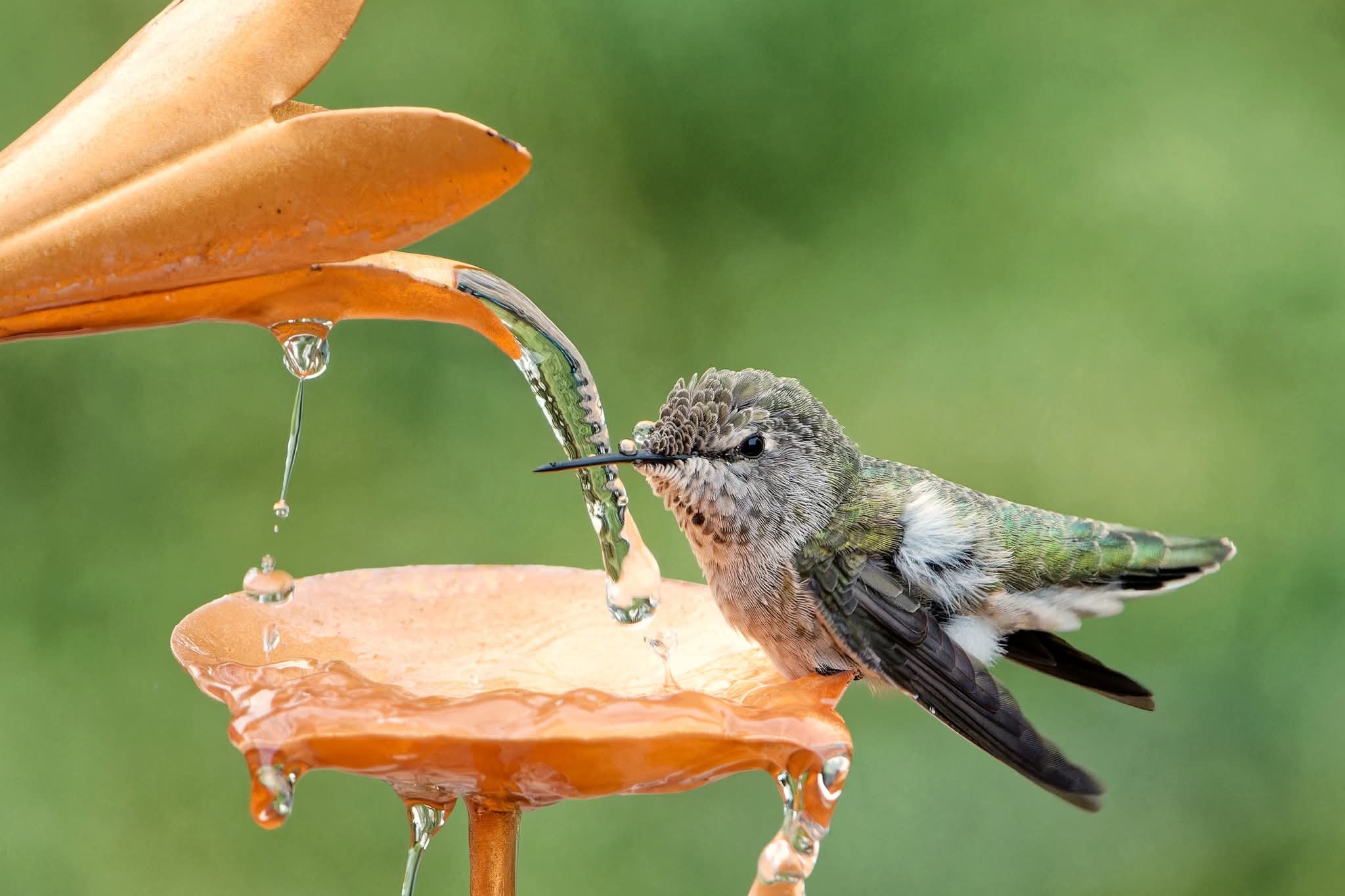 Hummingbird's Community