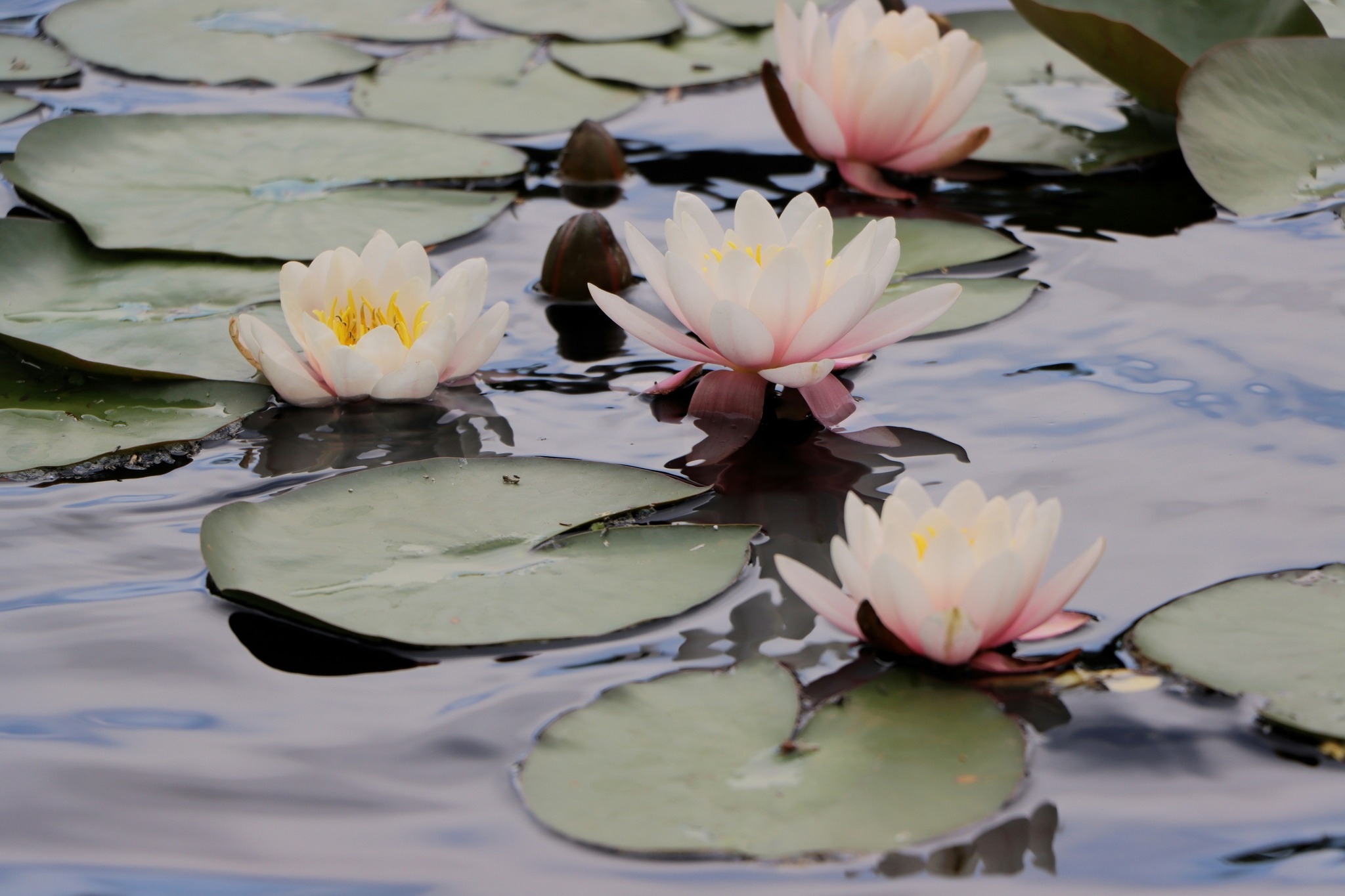 Lotus Counseling Services PLLC