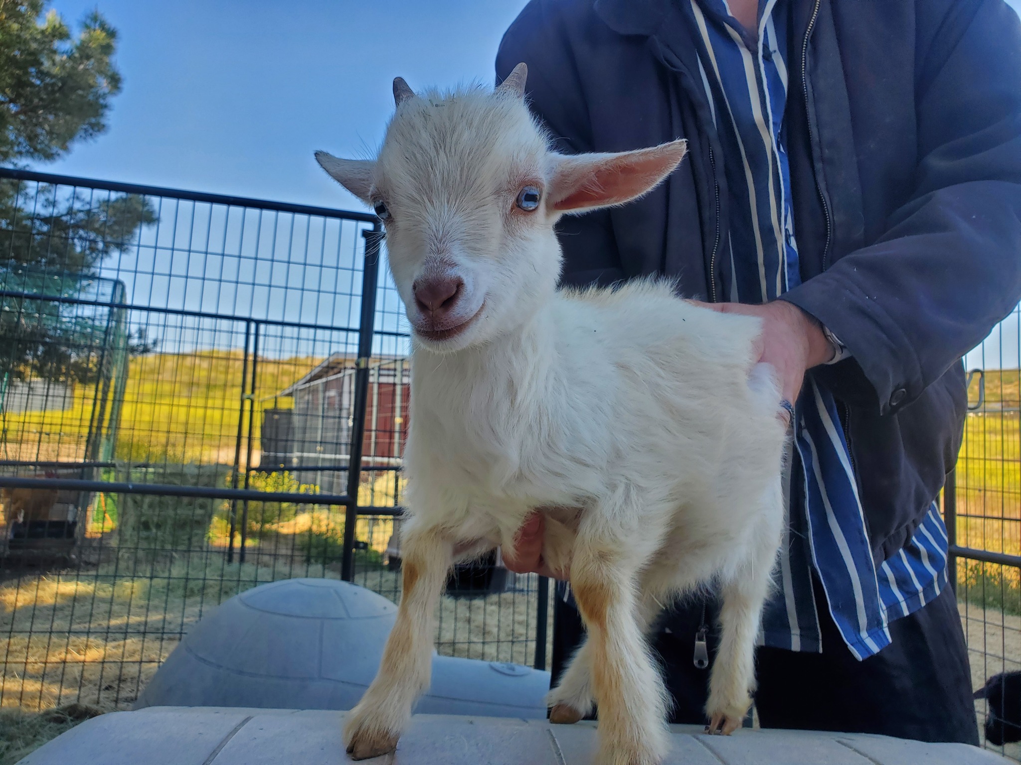 Totes Ma Dairy Goats