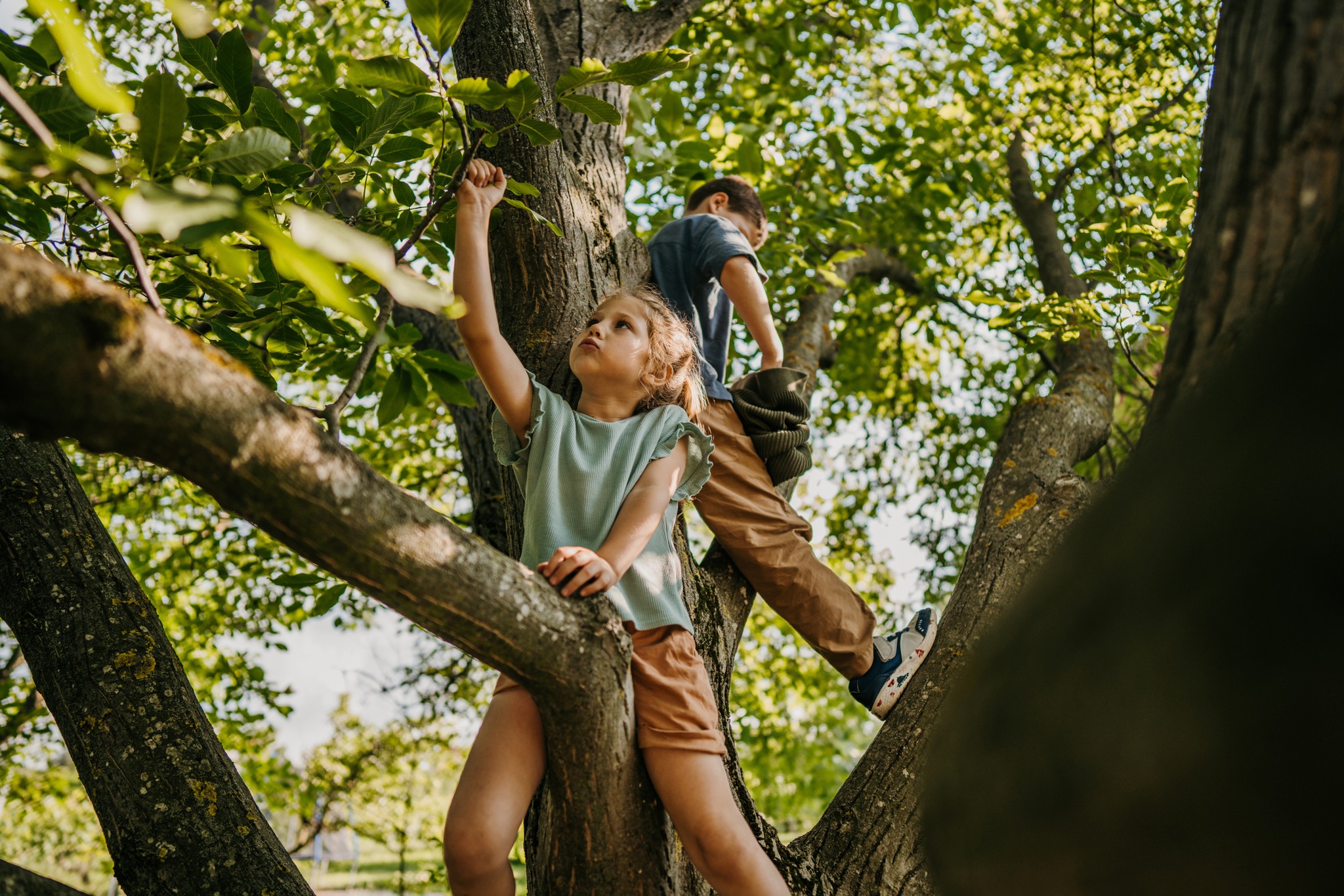 Clover Wood | Mount Barker SA