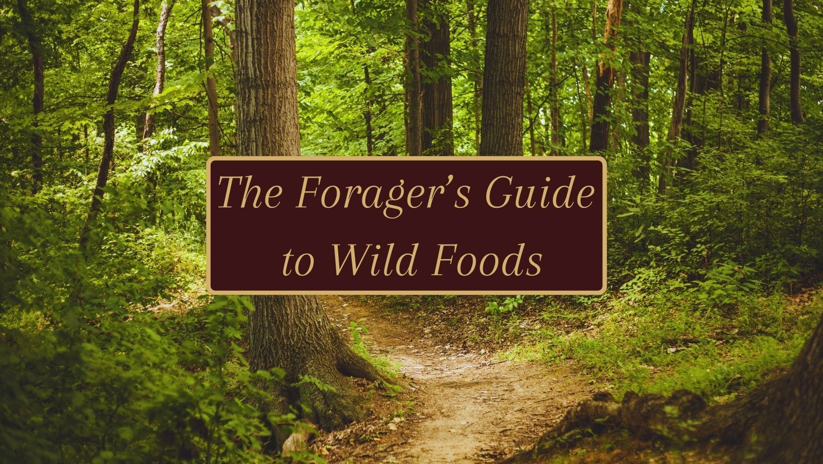 The Forager's Guide to Wild Foods