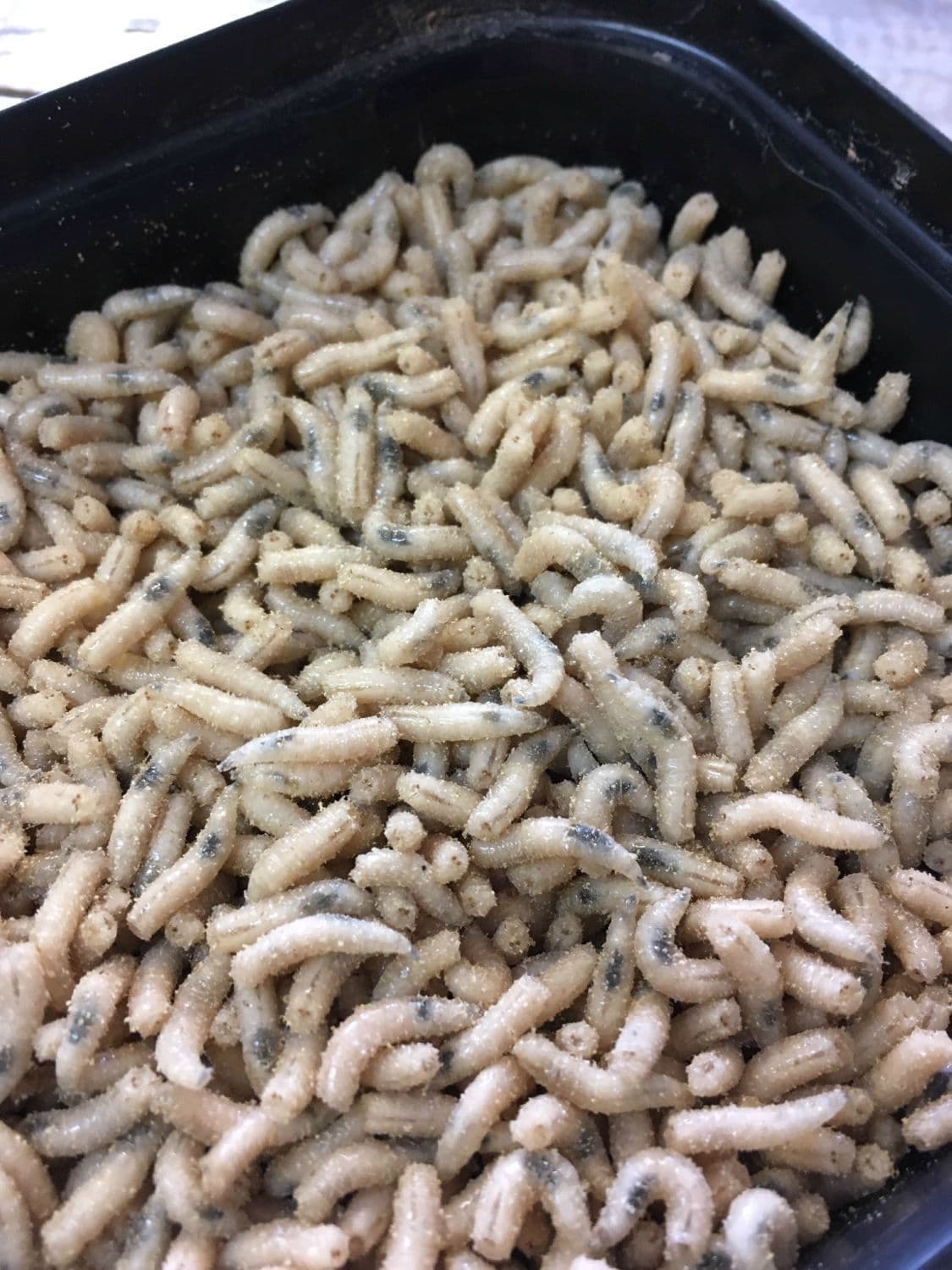 Norfolk Maggots | Diss
