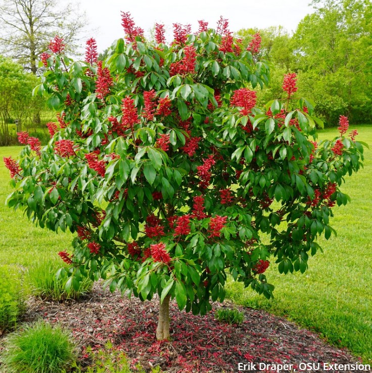 Mercer - 🌿Texas Native Plant Week🌿 Fall means planting time for your ...