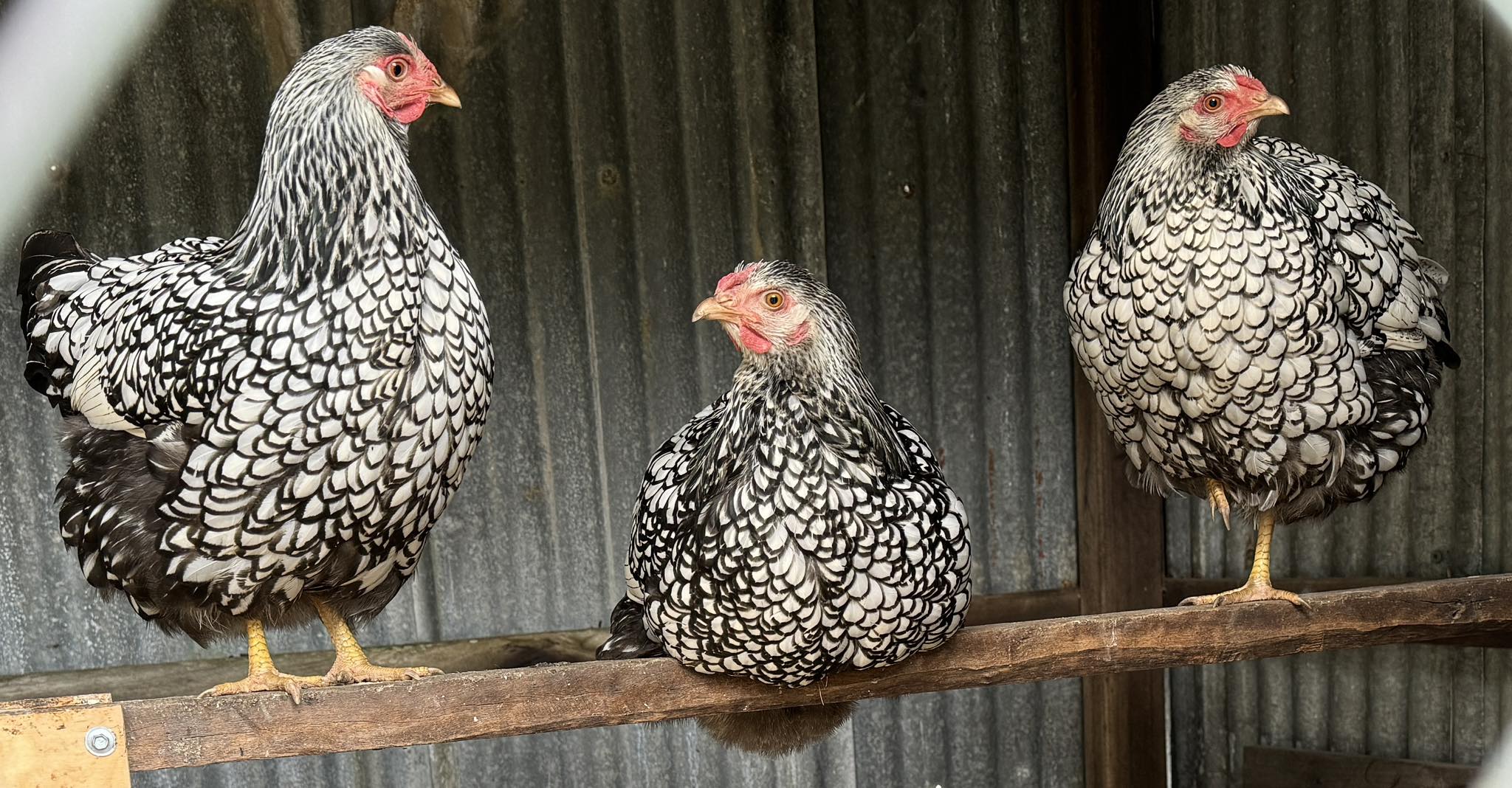 Mooloolah Valley Poultry Farm | Mooloolah Valley QLD