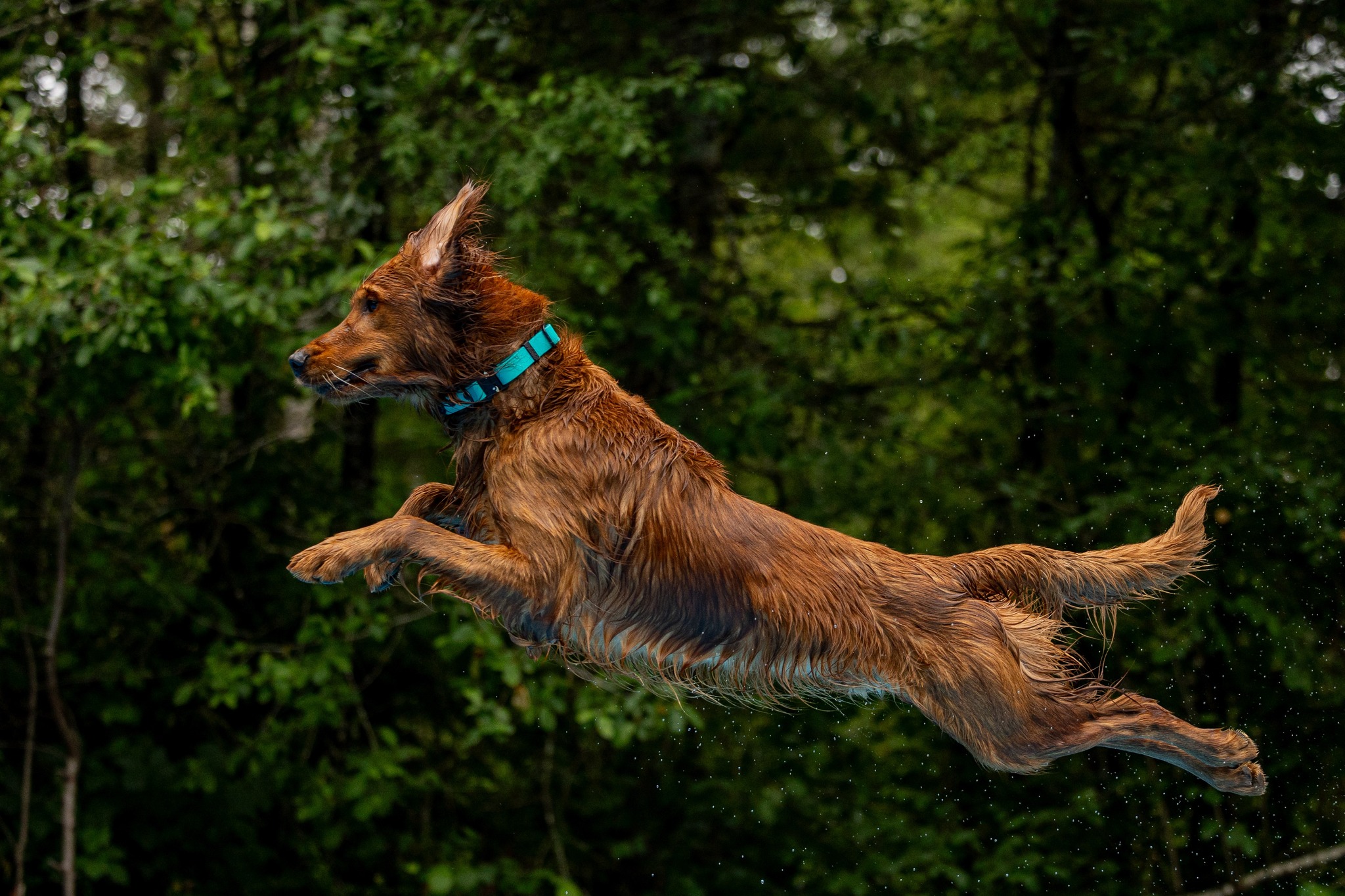 Rustic Red Retrievers | Newberg OR
