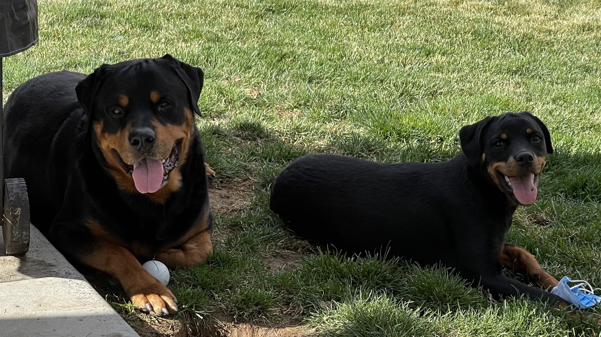 Rogue River Rottweilers