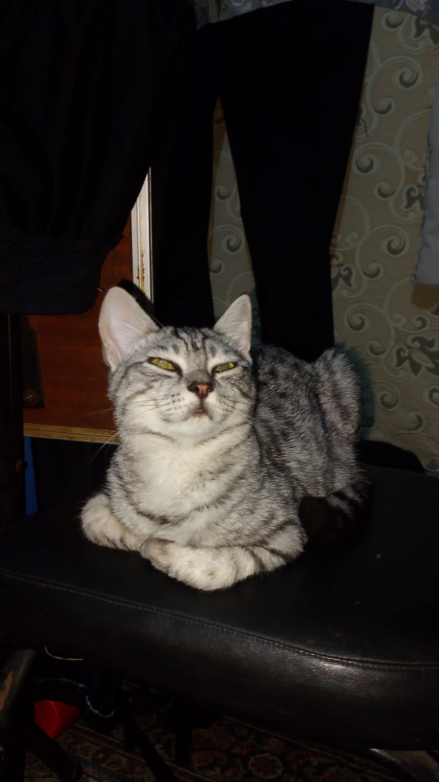 POV: You have just graduated from school#viral #catmeme #catosa #cat # ...