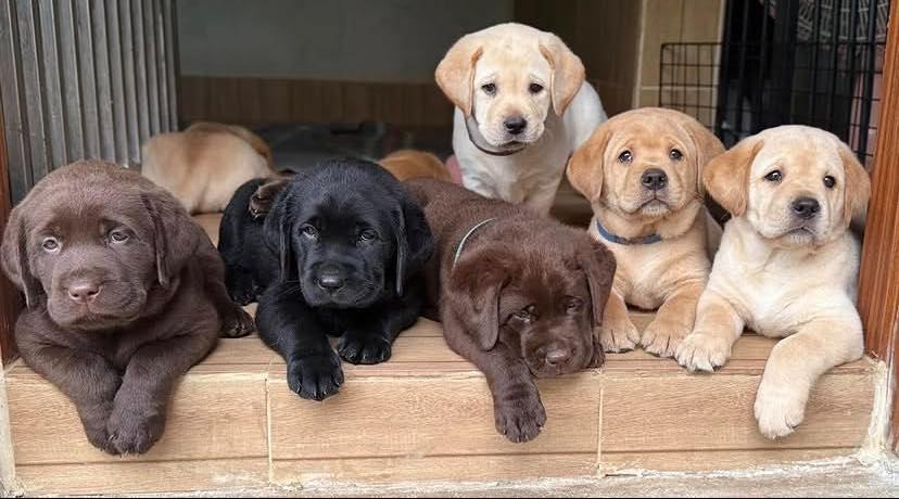 Magnificent Labrador & Golden Retriever Puppies For Adoption Australia