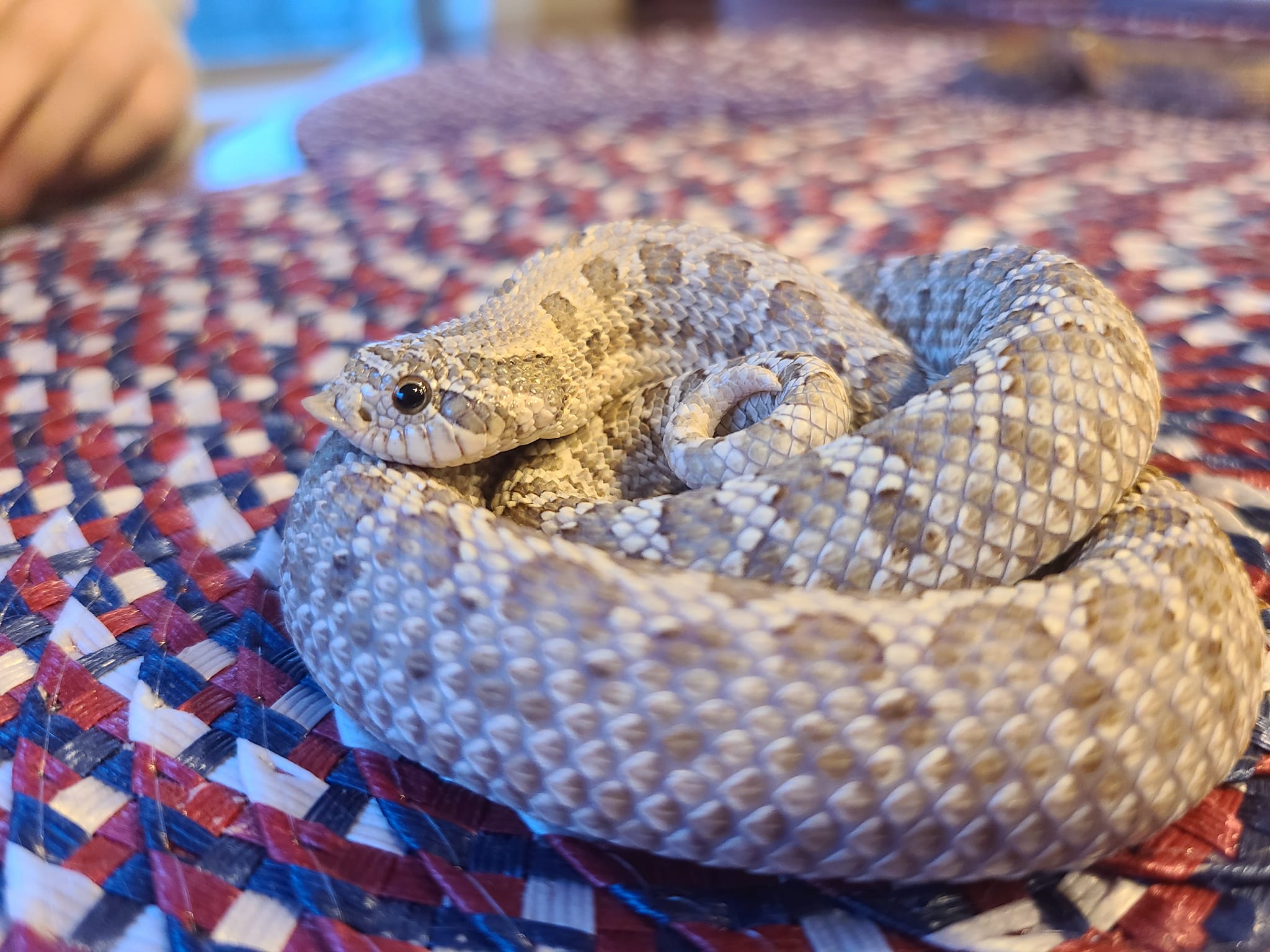 Beast Pets Marketplace of the Rocky Mountains | Idaho Falls ID
