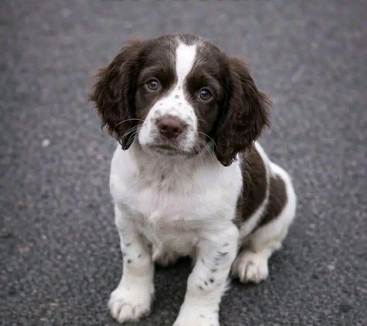 😊Springer spaniel Ears Club 🐾 | I’m so glad someone recommended this ...