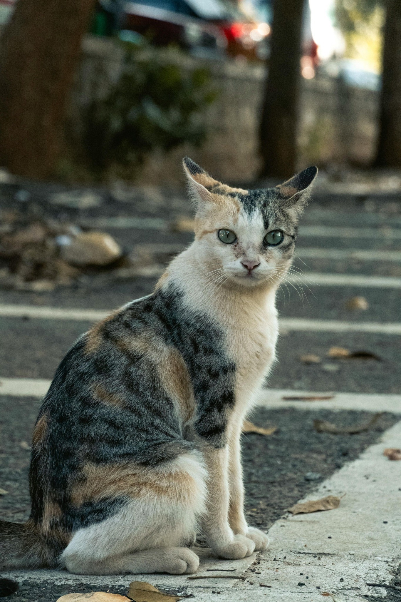 Two personalities… one brave, one terrified 😼😿 #cat #catlovers # ...