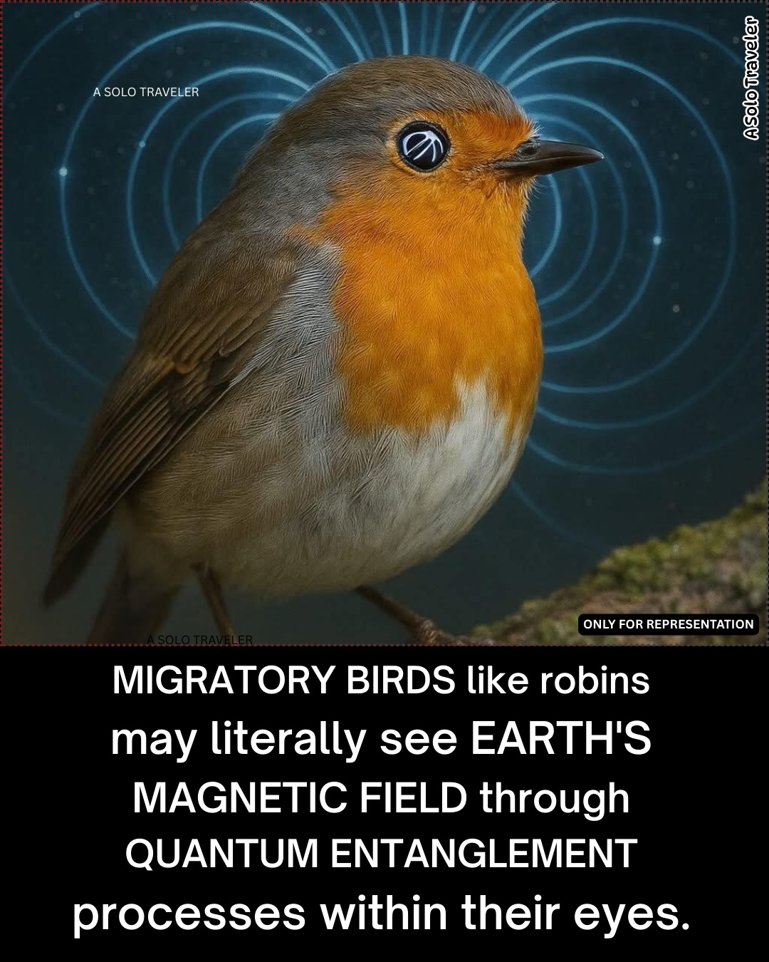 MeMe様 Birds navigate using quantum physics