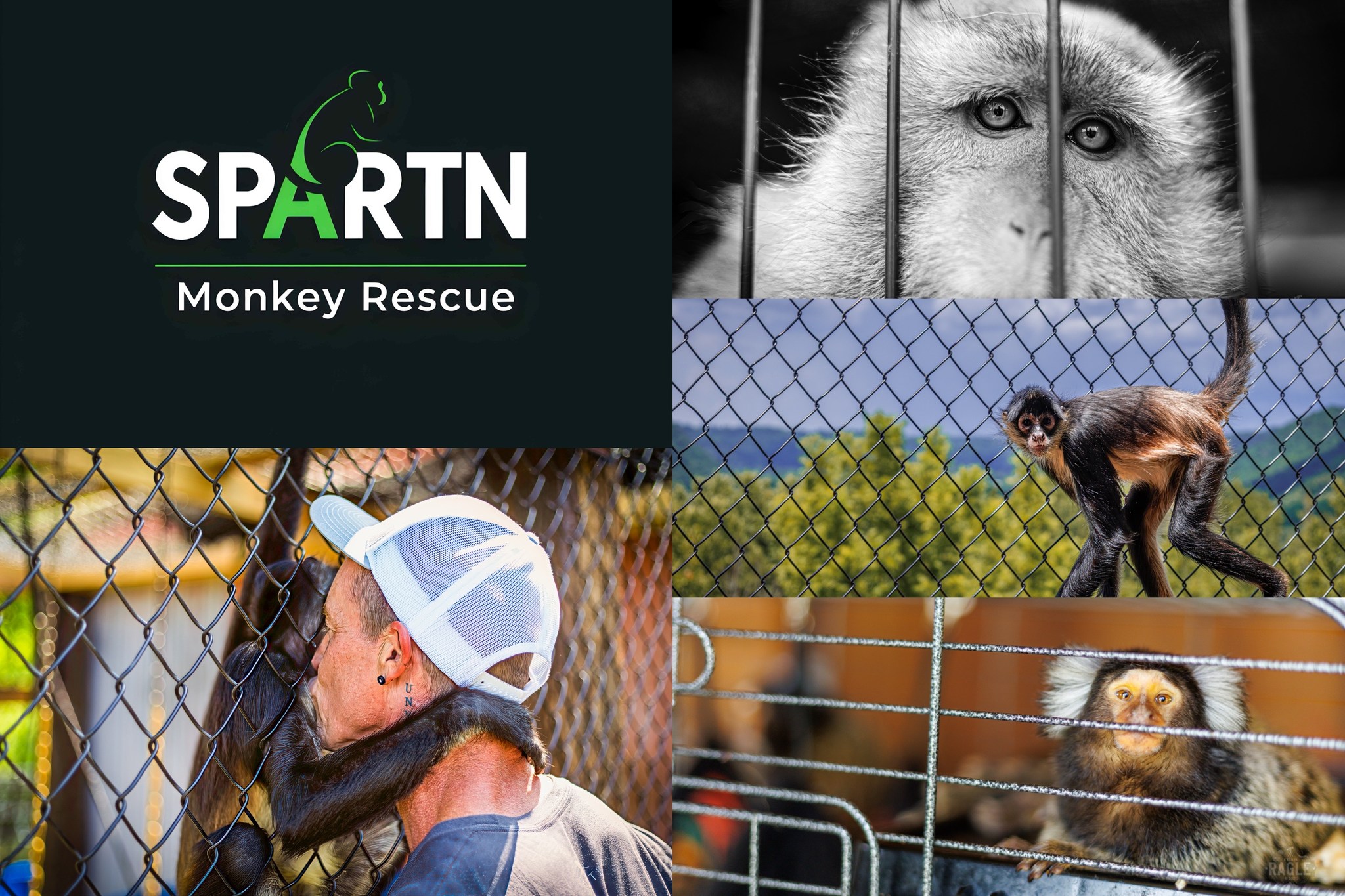 Small Primate Animal Rescue of TN - Rescuing Humanized Monkeys ...