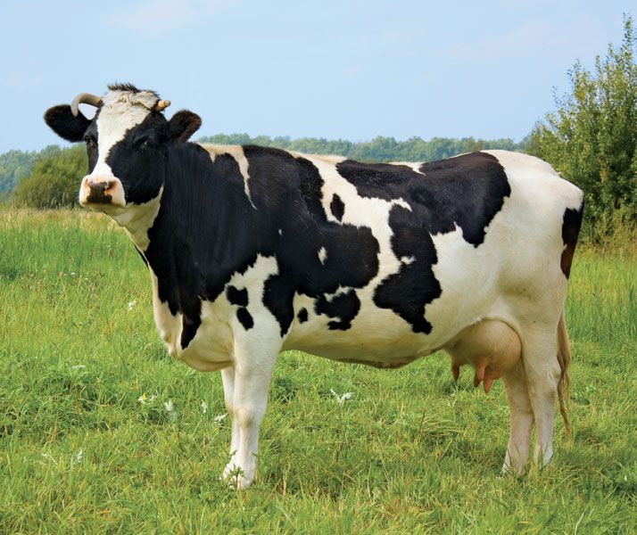 PrimeHarvest Beef