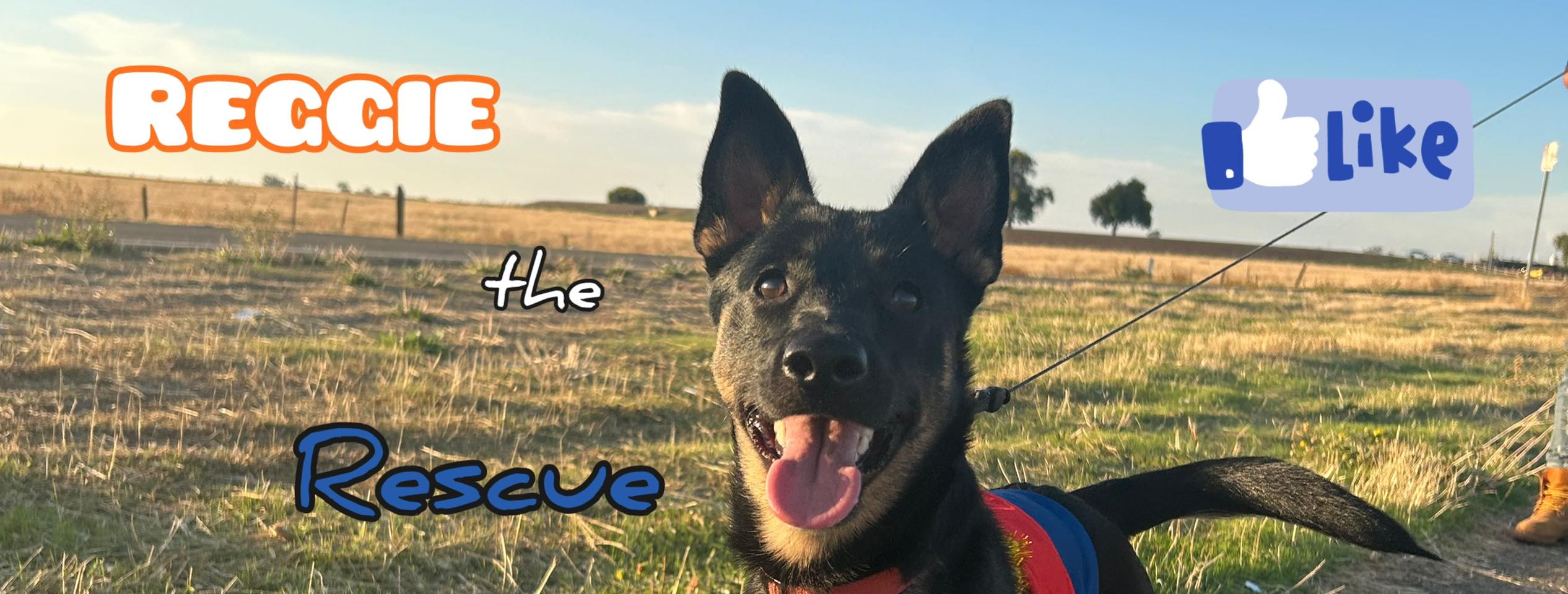 Reggie the Rescue
