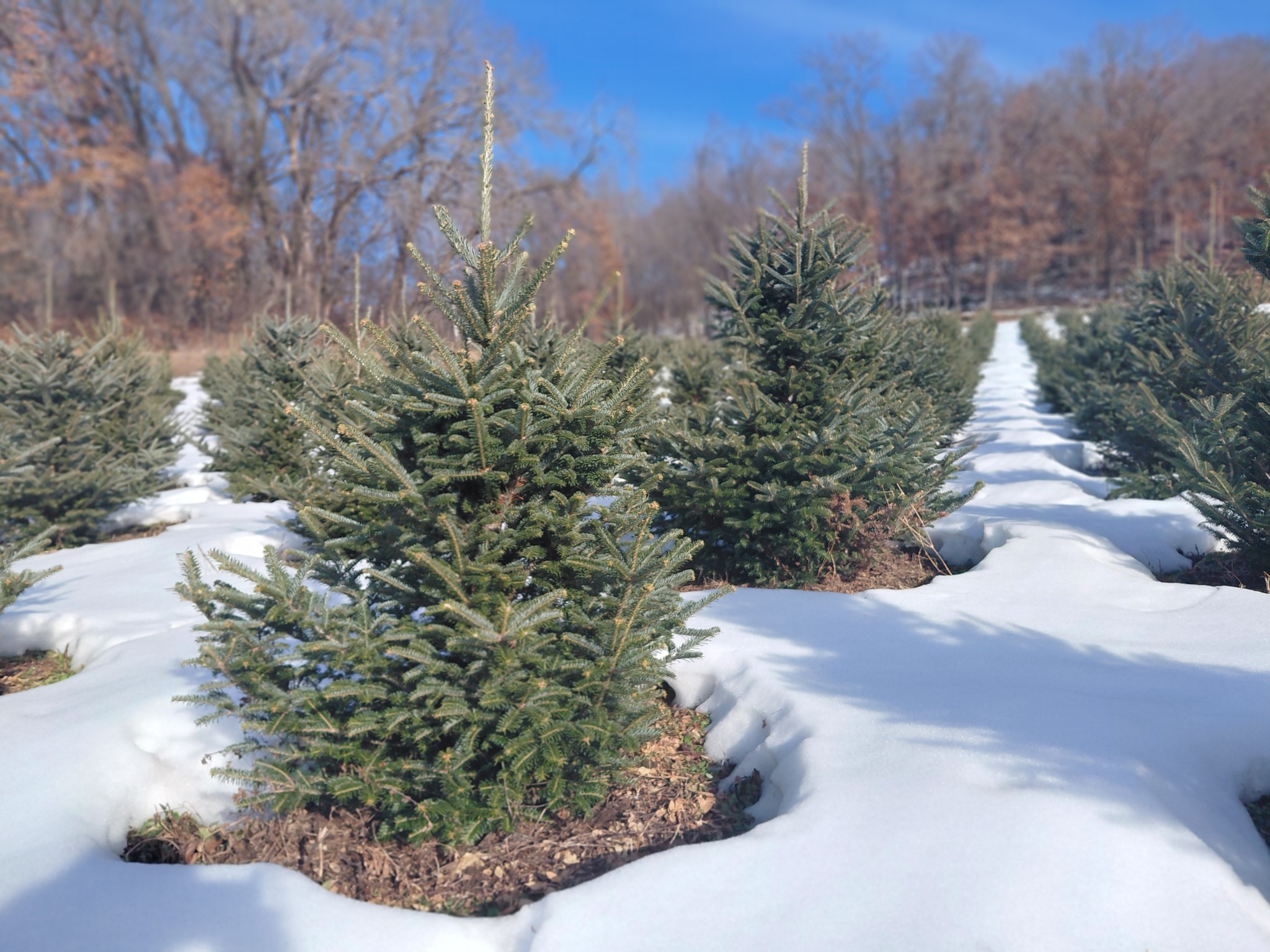 Merry Christmas Acres, LLC | Strum WI