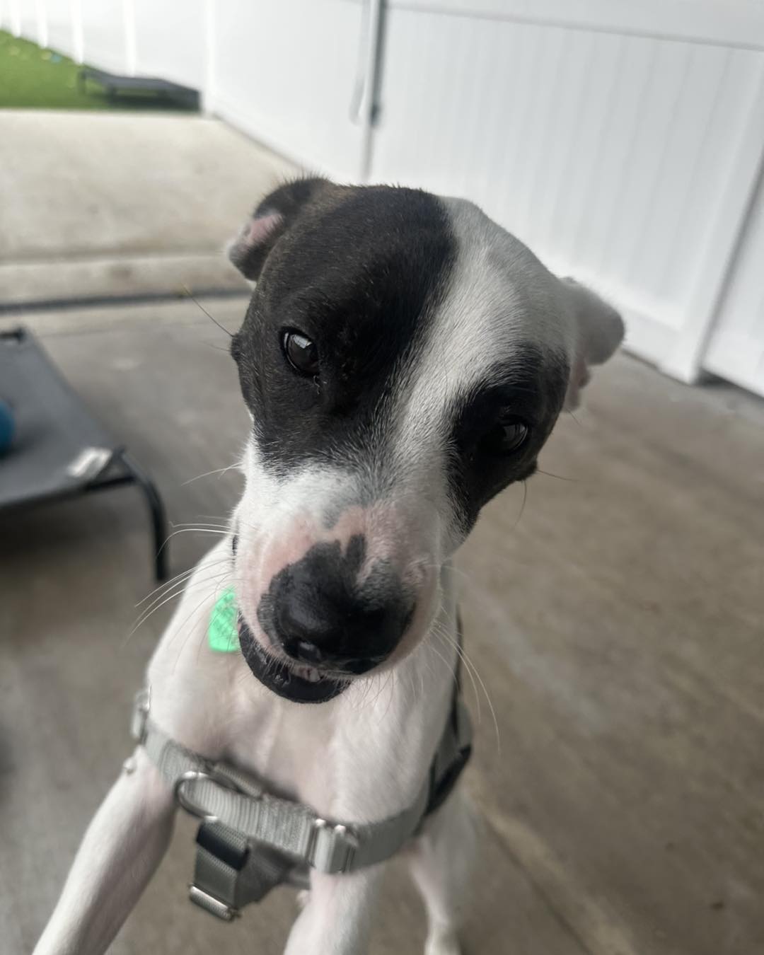 Humane Indiana - 💛 Meet Ocie – From Scared Stray to... | Facebook