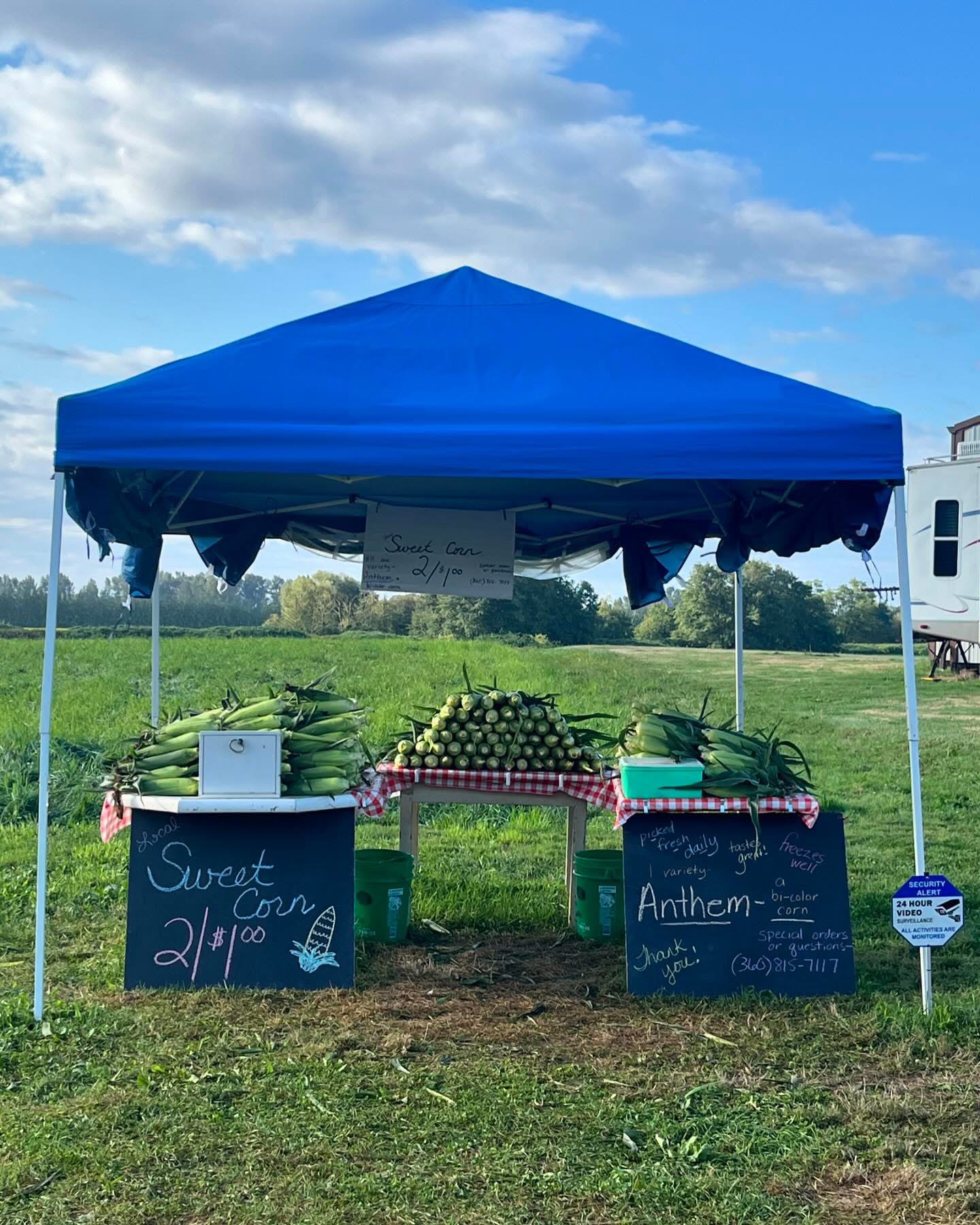 Dickinson Farms Corn Stand | Lynden WA