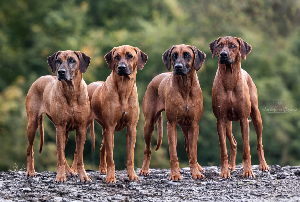 Grand Temper Rhodesian Ridgebacks | Frankfurt