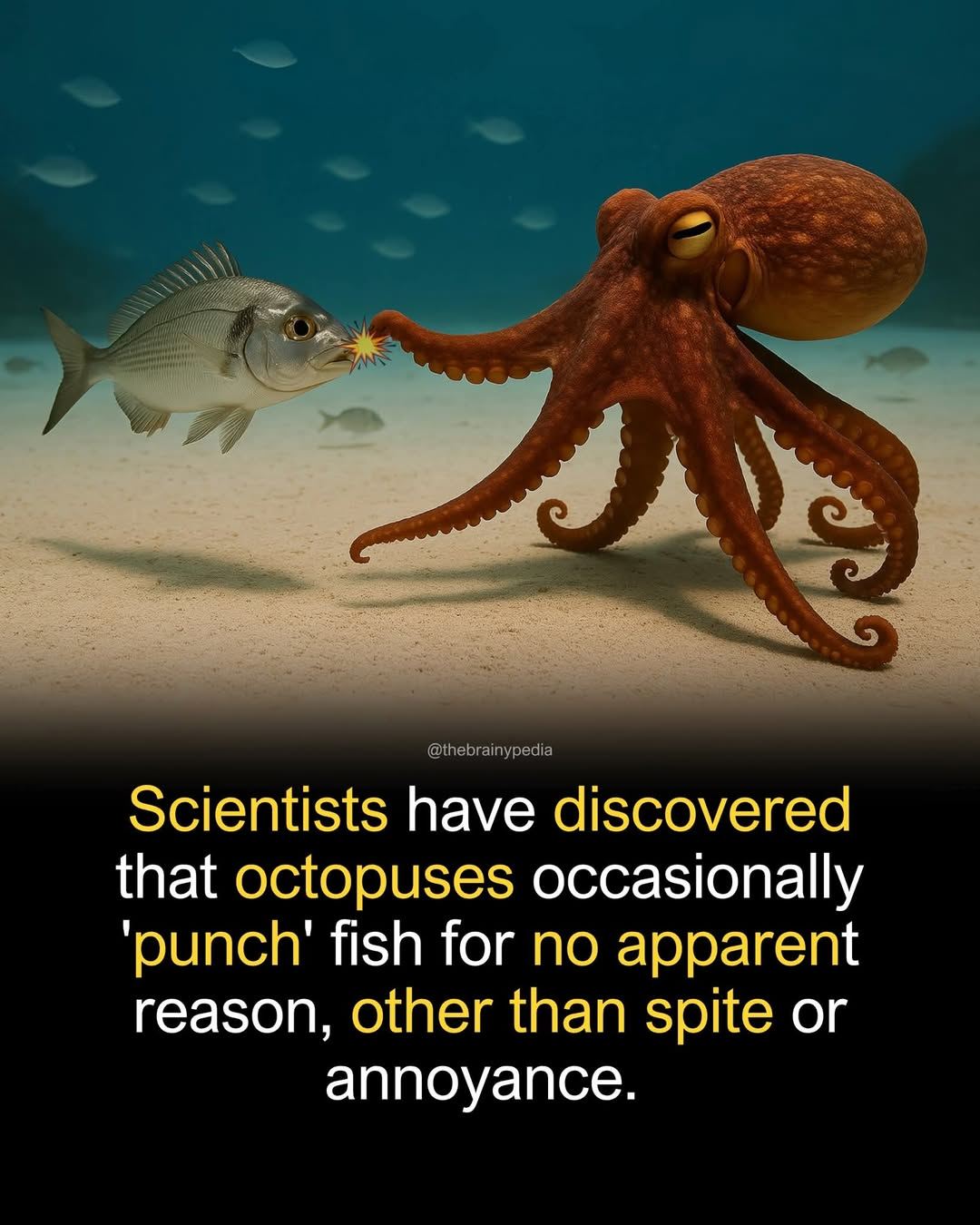 Delicious Family Recipes | Scientists have observed octopuses punching ...