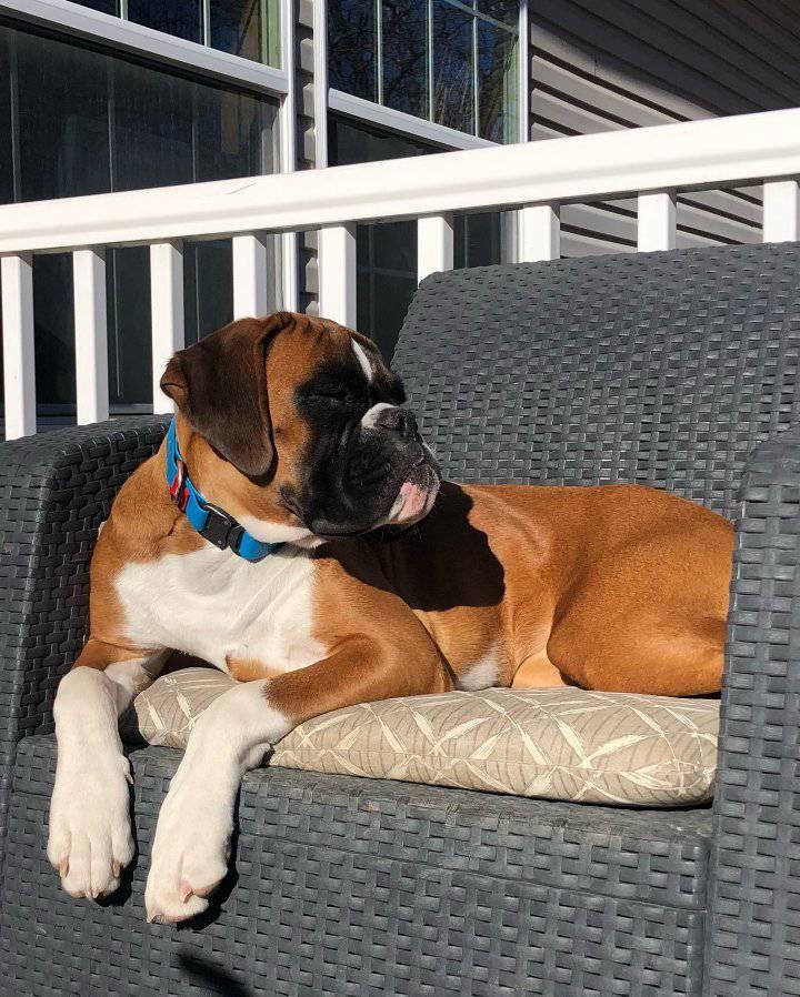Boxers puppies for adoption in Oregon | Springfield OR