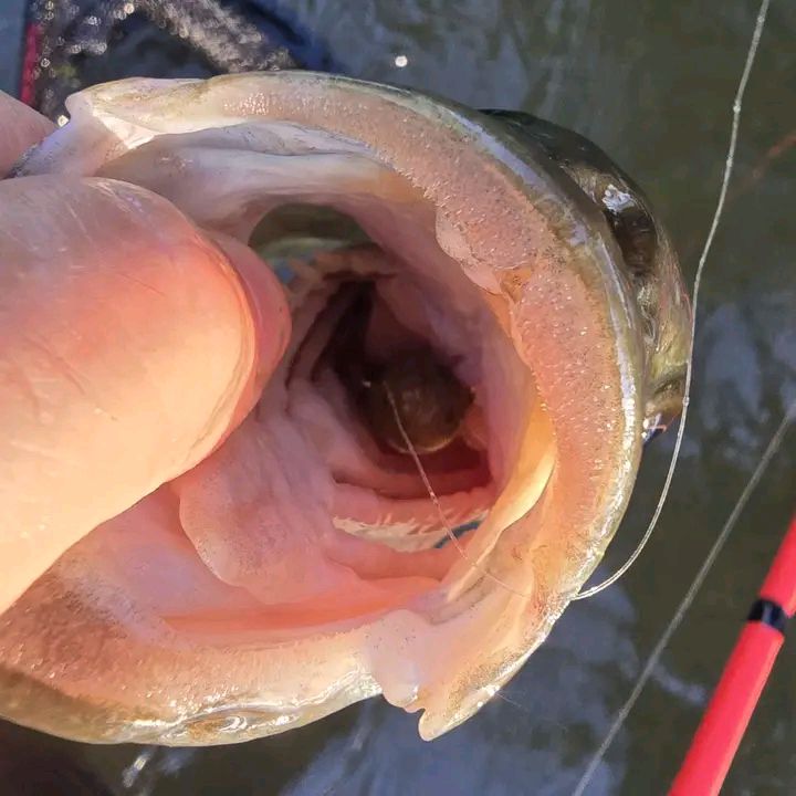 42mm in line fishing reel Reaction Tackle X8 Braided - NO FADE Red 8 Strand BEAUTIFUL ABU 506M Closed Fly Rod and Reel Package Combo the reels mountains shift Model (all 1-piece):CAST | B7030C | 17-30lb. | 2 - 8oz. | Fast | Heavy | 7'