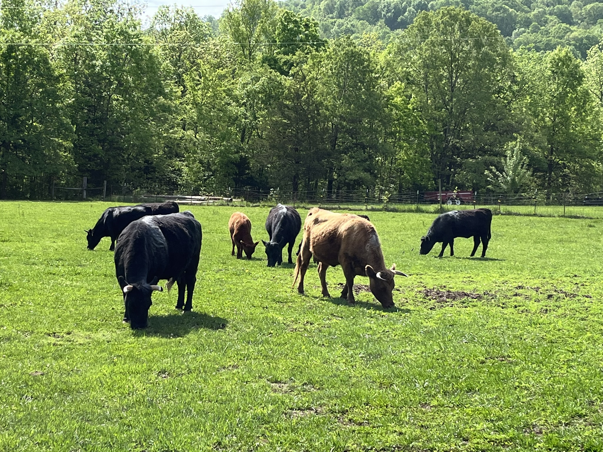 Serenity Ridge Farm