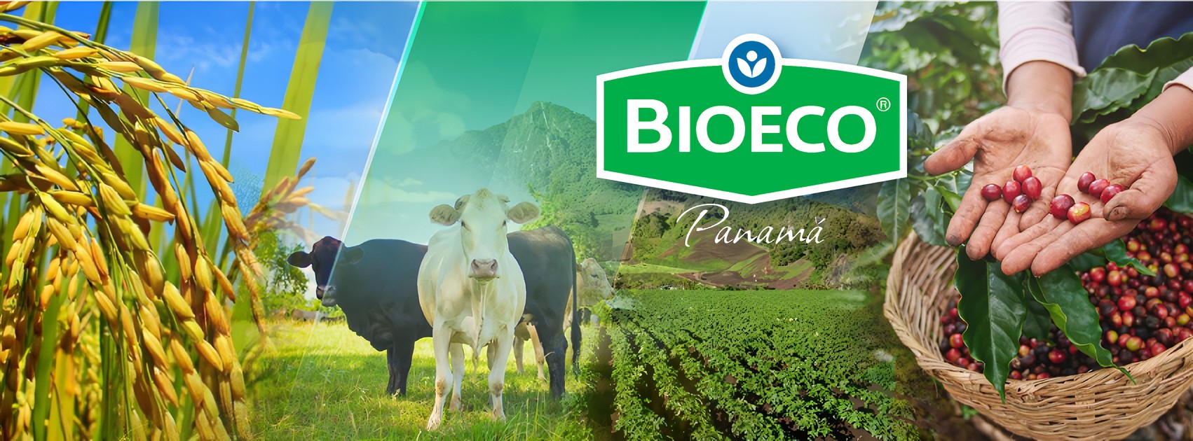 Bioeco Panamá | Ciudad de David