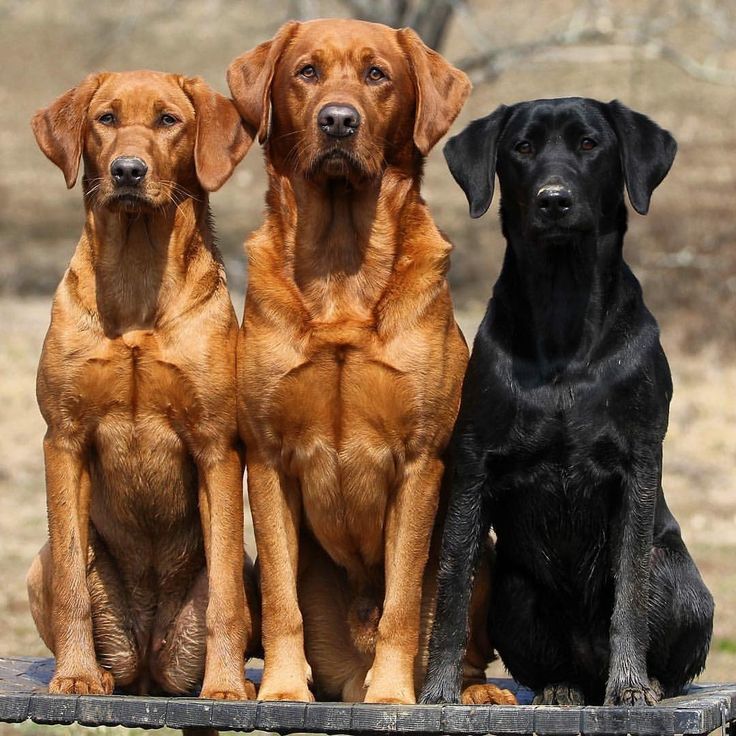 Life with Labradors
