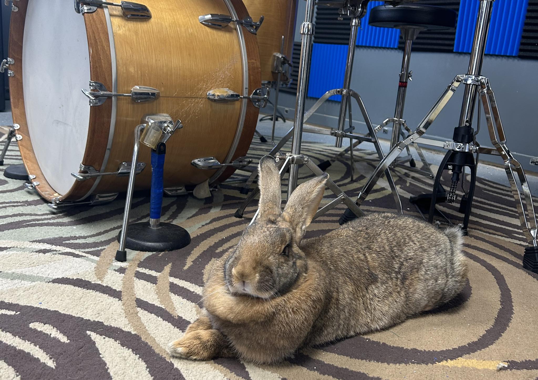Wrekless Rabbit Studios | Springfield IL
