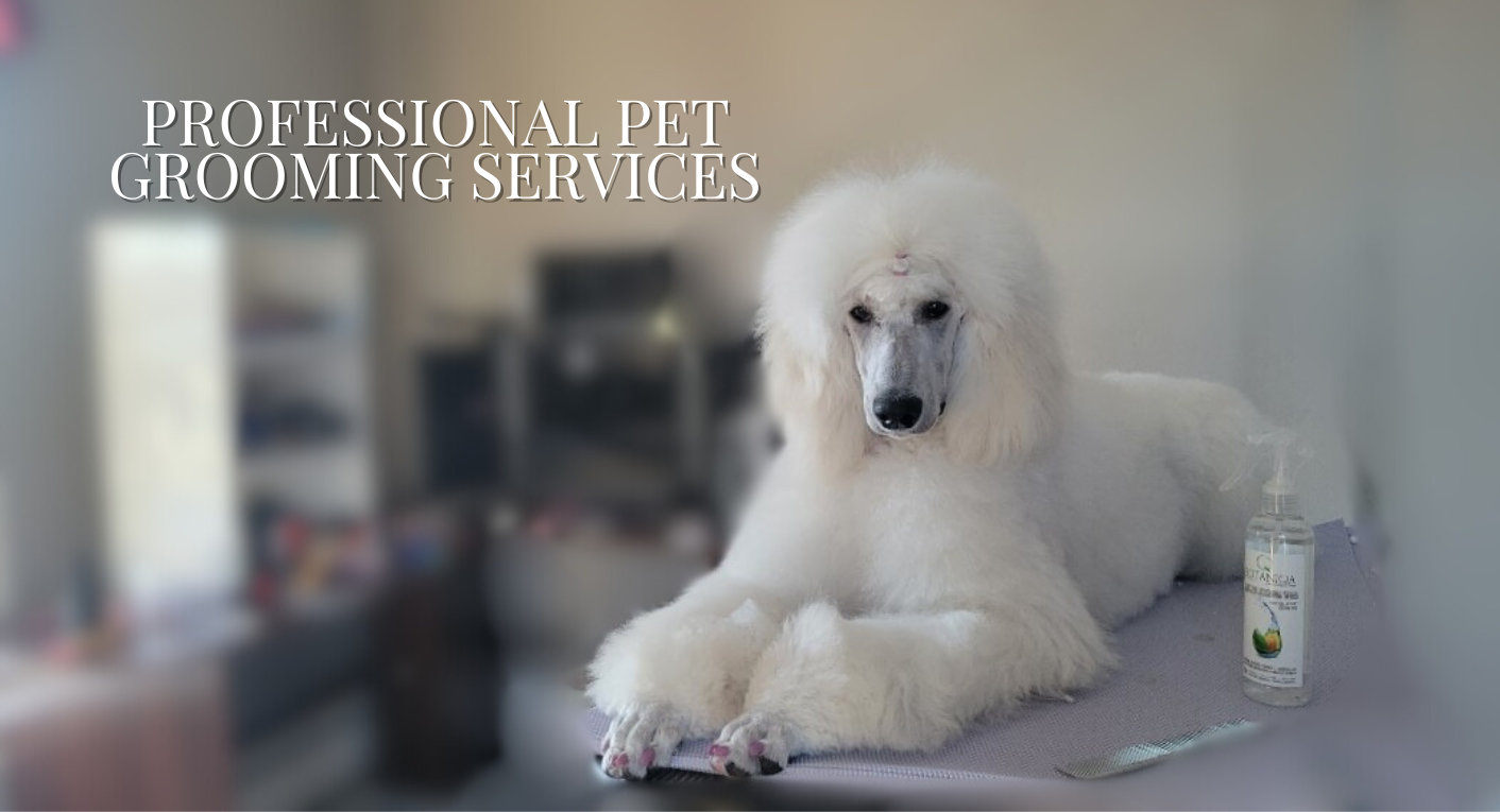 Curated visual reference: High Standards Pet Salon Photo Inspiration