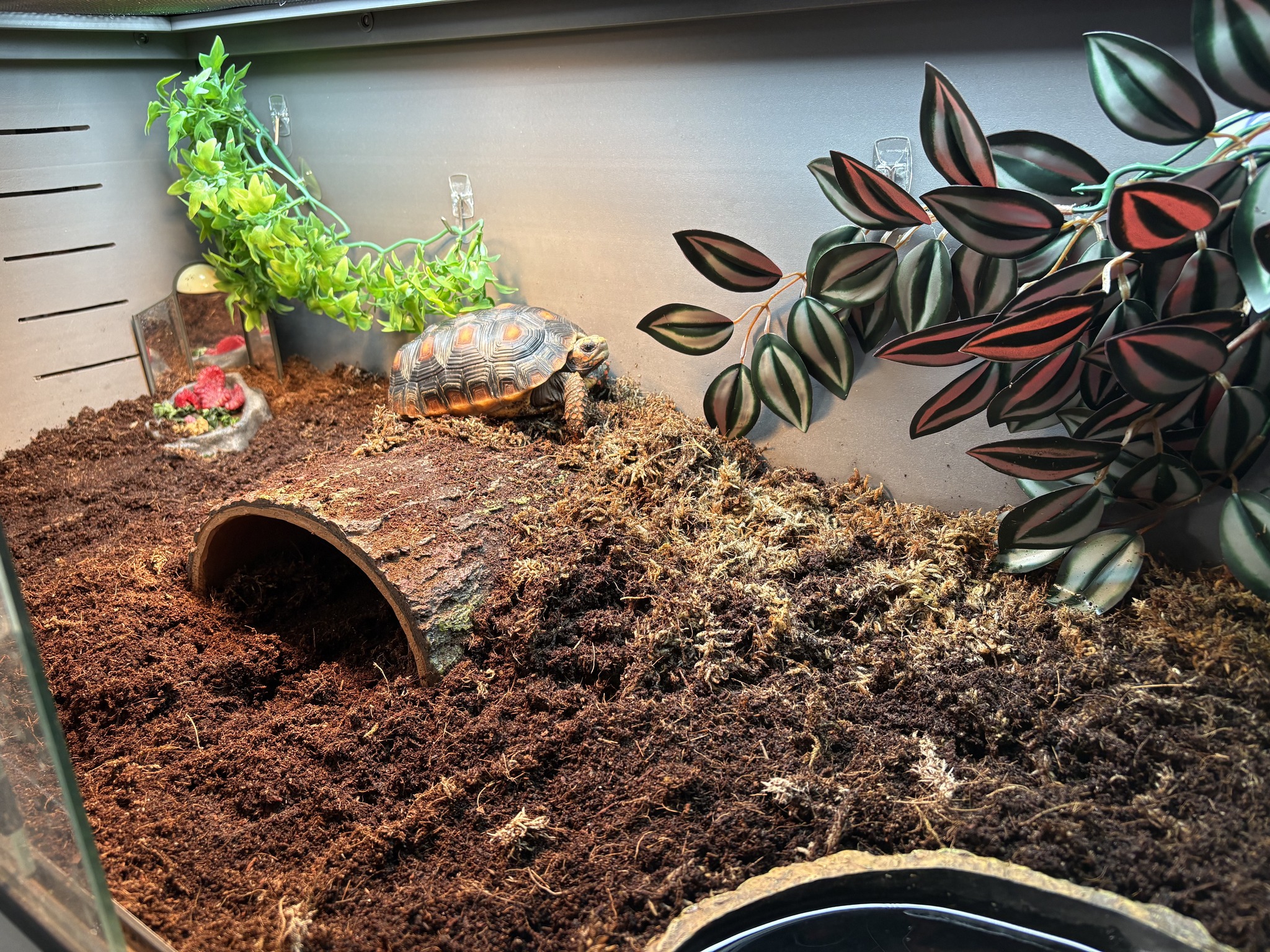 Check out these incredible Stick Insects (Phasmids) that I found while ...