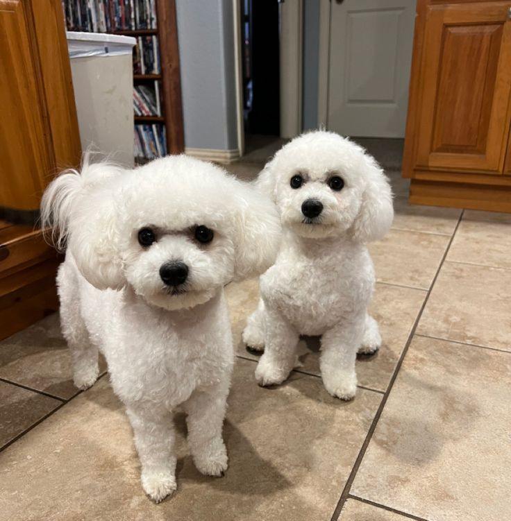 Bichon Frise on Reels
