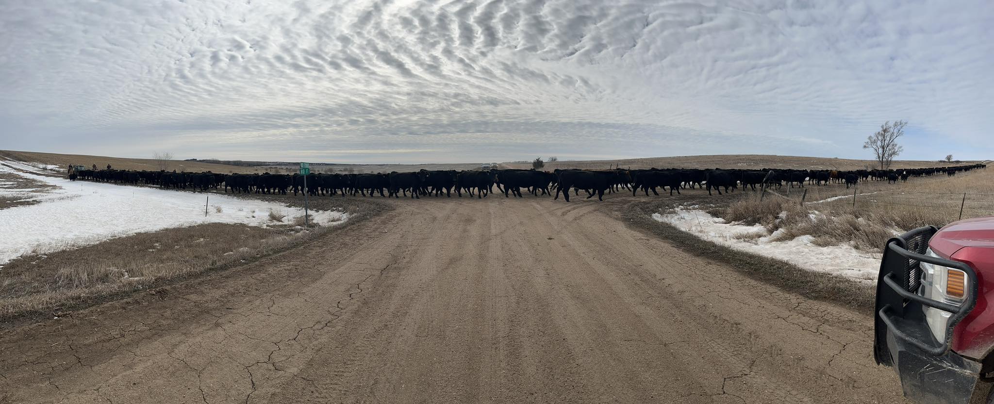 Rippe Angus | Hubbell NE