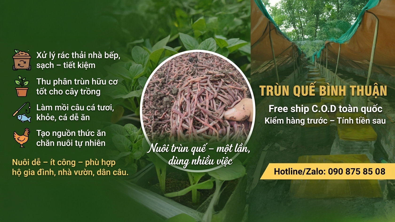 Trùn Quế Bình Thuận | Vo Dat