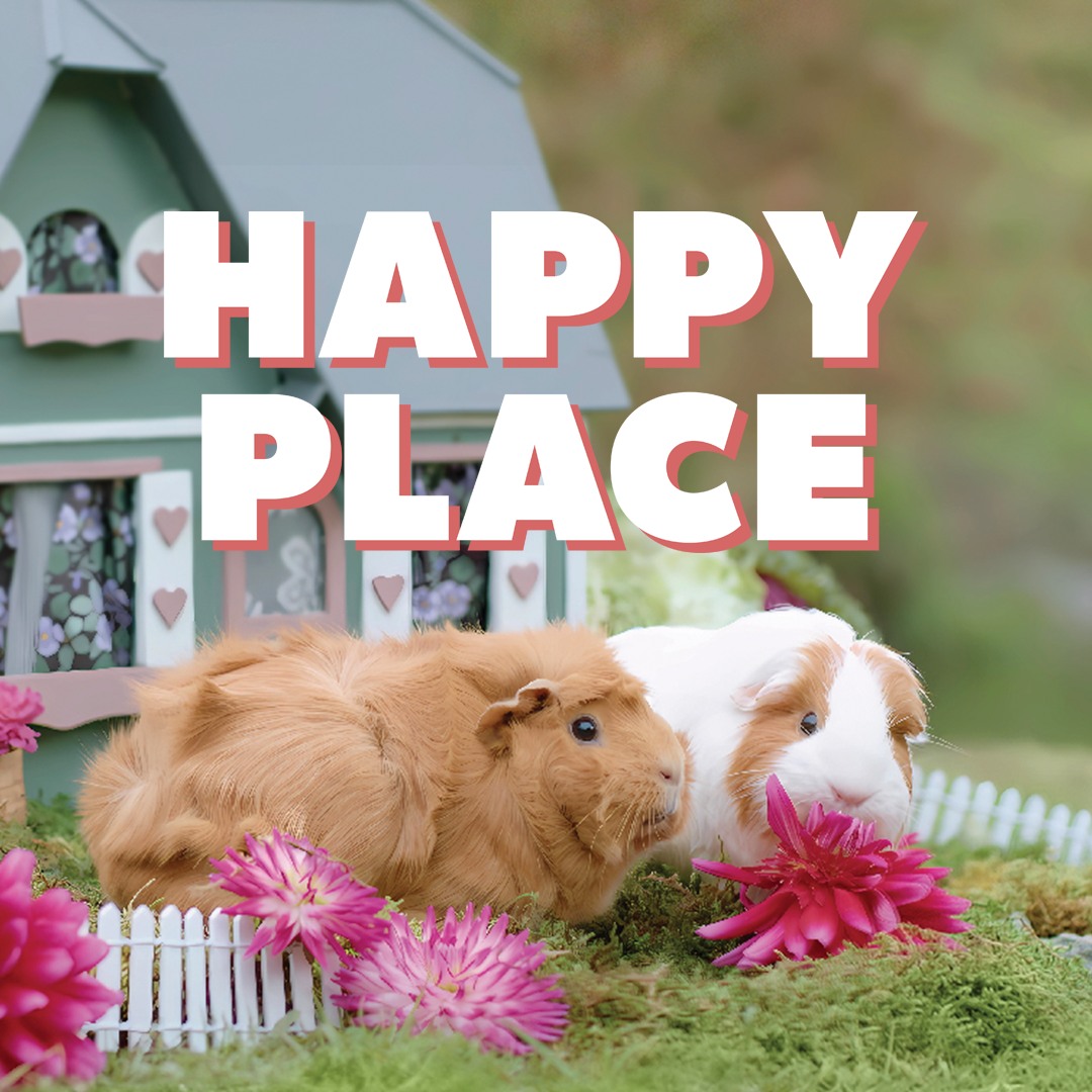 🎉 A well-earned treat in Happy Place! Harry and Frankie head straight ...
