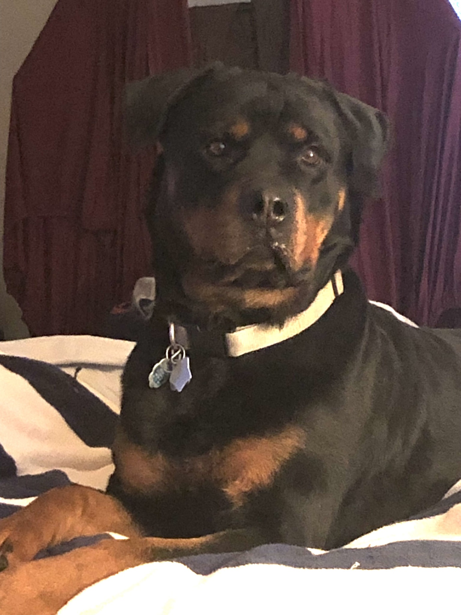 Mountainman Rottweilers... - Mountainman Rottweilers