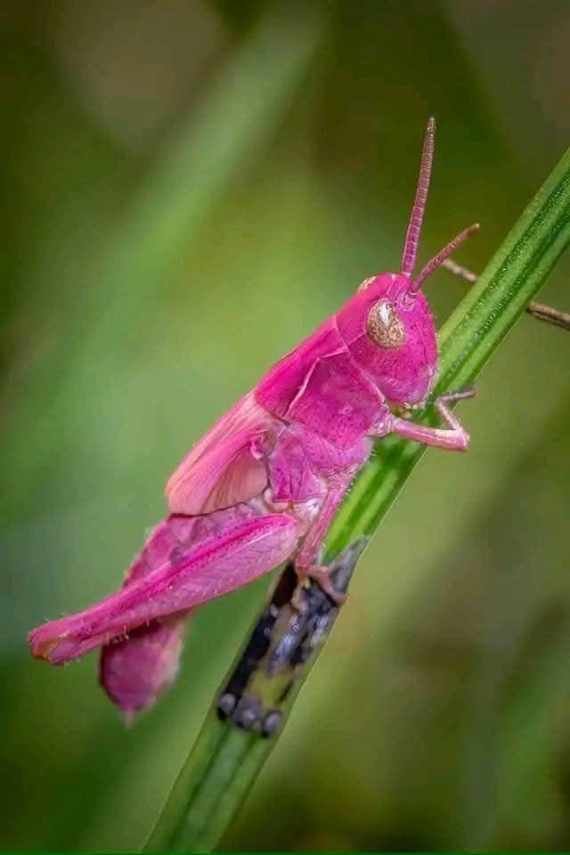 Home Tips & Tricks🧤🪴 | Only one in 500,000 grasshoppers are born with ...