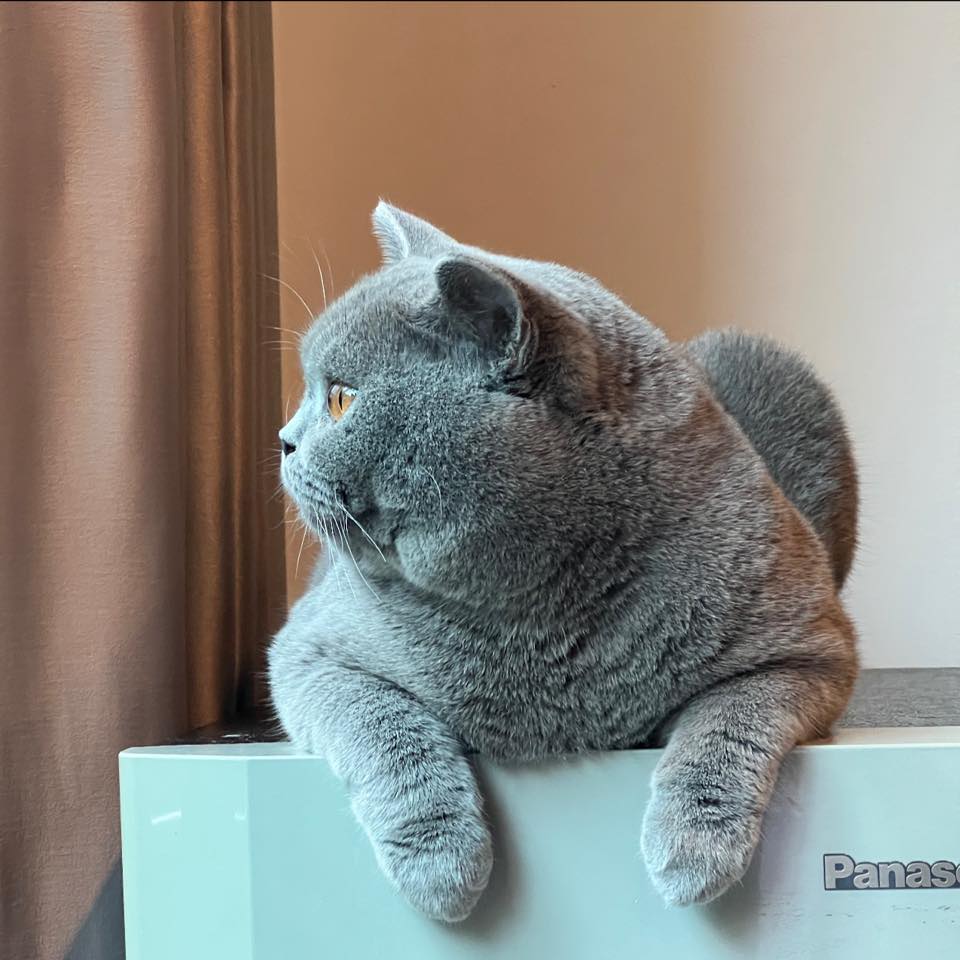 😸😸 #cat #cats #catphoto #british #britishshorthair | The Willow Tree ...