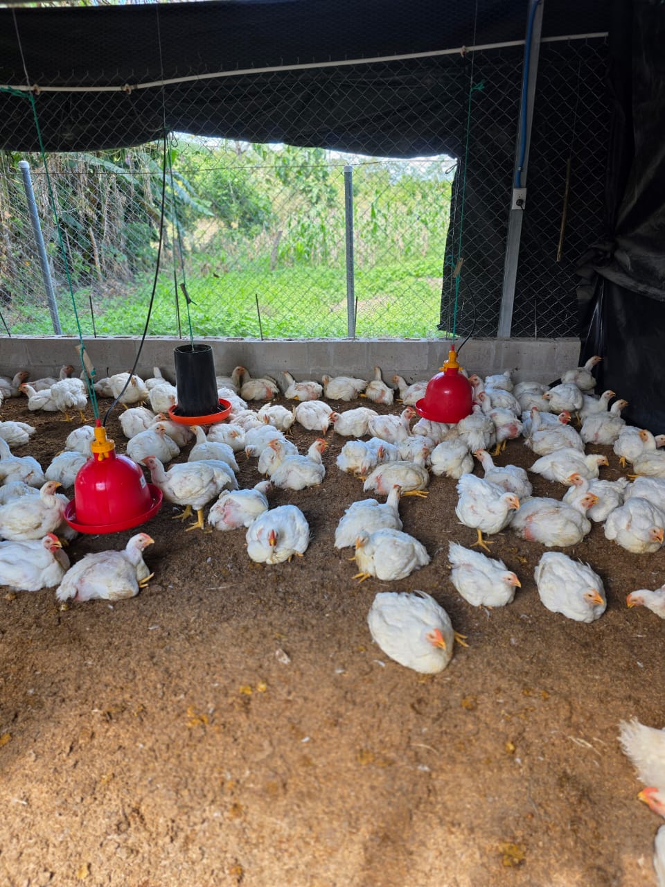 Pollos Milagro de la Roca