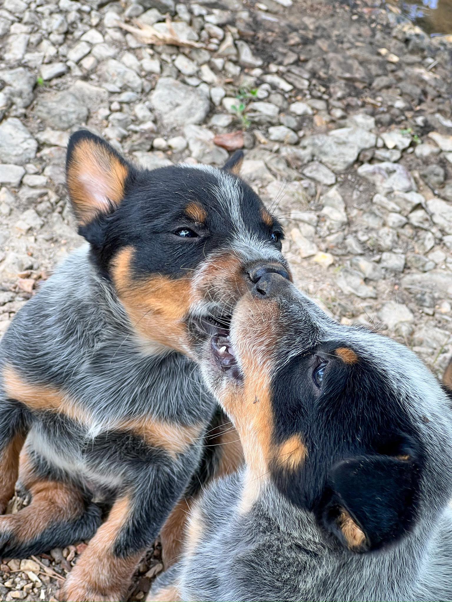 Blue Heeler puppies at CER Ranch | Saint Joe AR