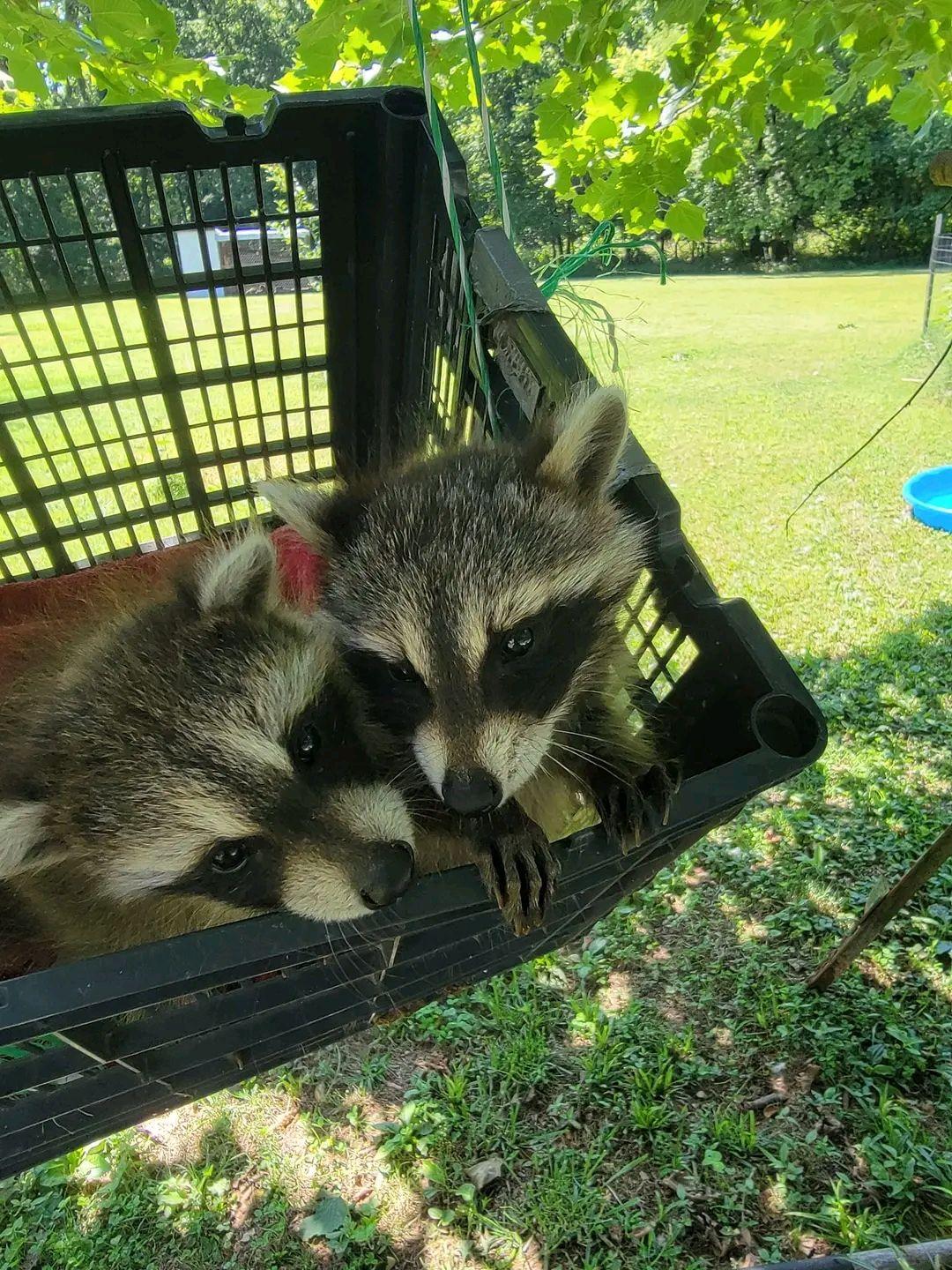 Raccoons babies for sale Indiana | Rushville IN